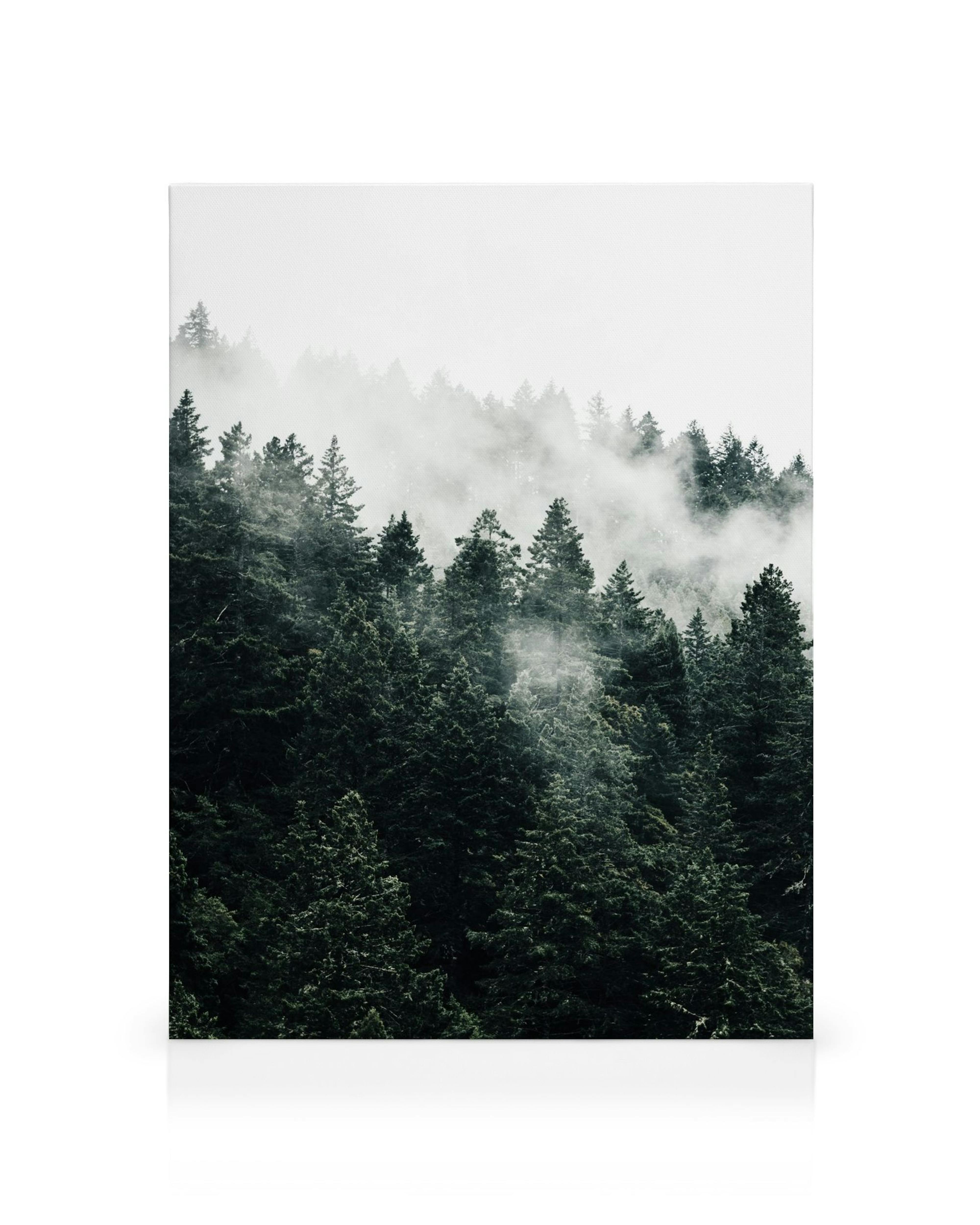Dark green pine trees shrouded in white fog, creating a mystical forest landscape.