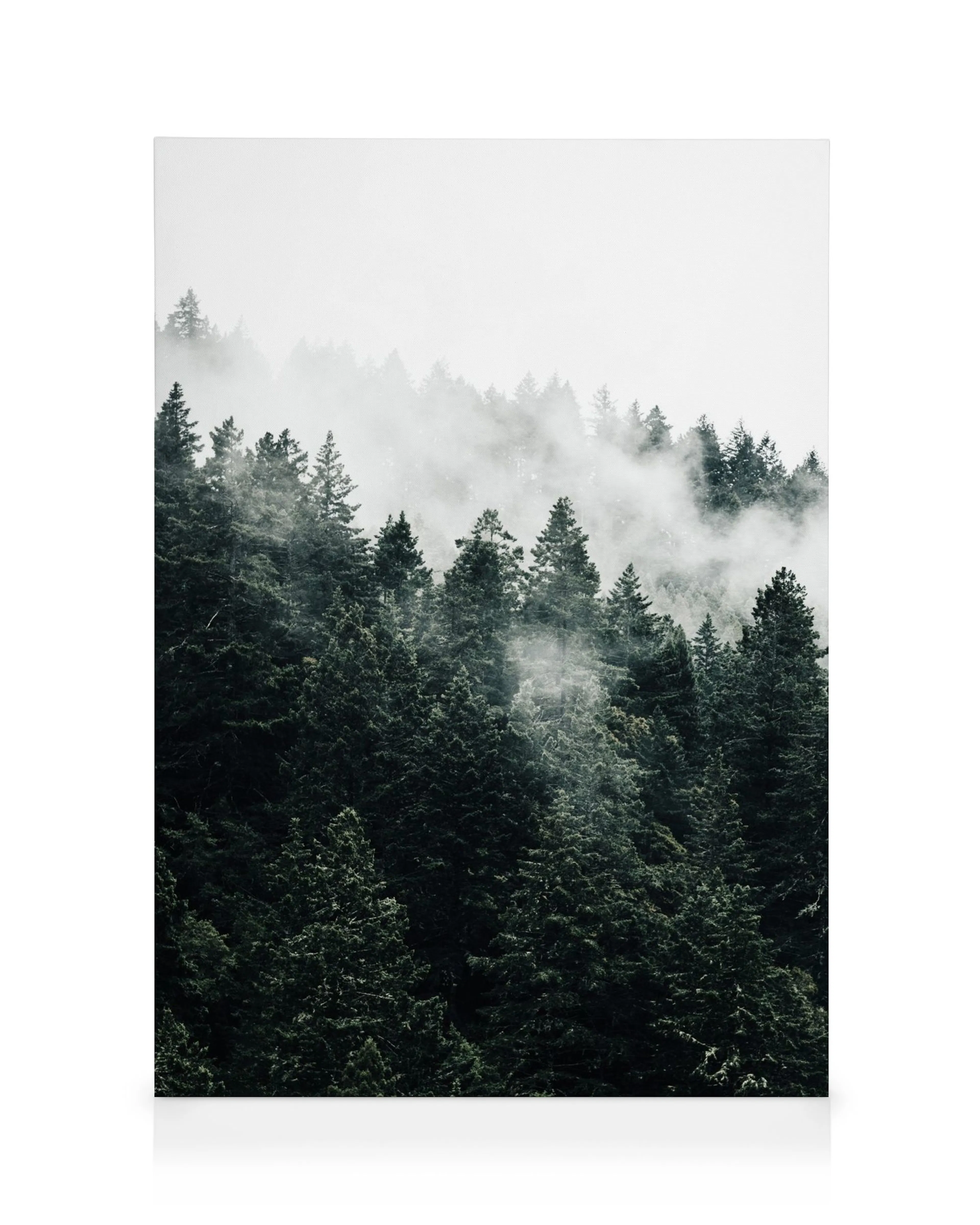 Dark green pine trees on a hill surrounded by soft white fog, a moody forest canvas print.