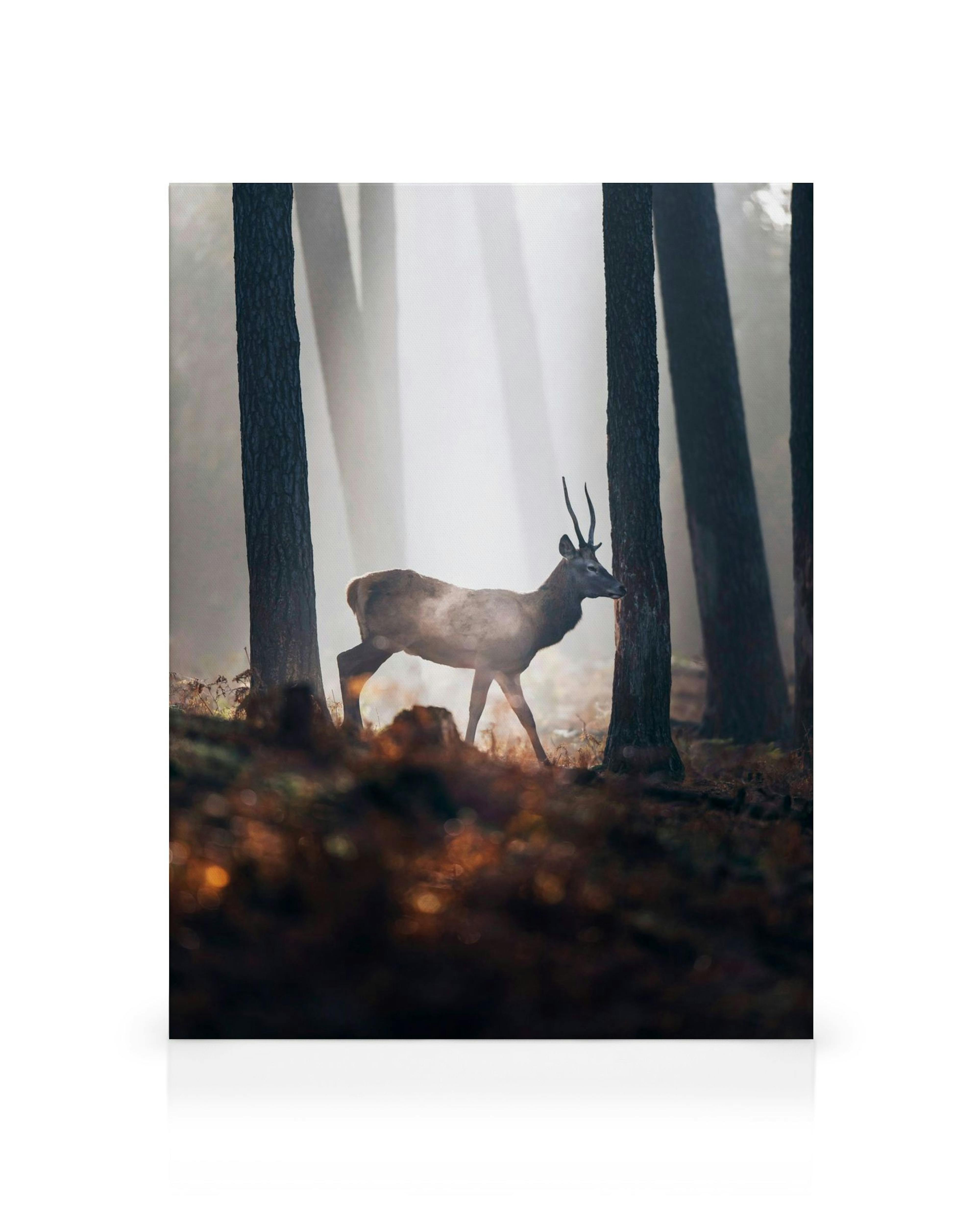 Roter Hirsch im Wald mit Sonnenstrahlen und Nebel, Herbstfarben, Natur-Leinwand