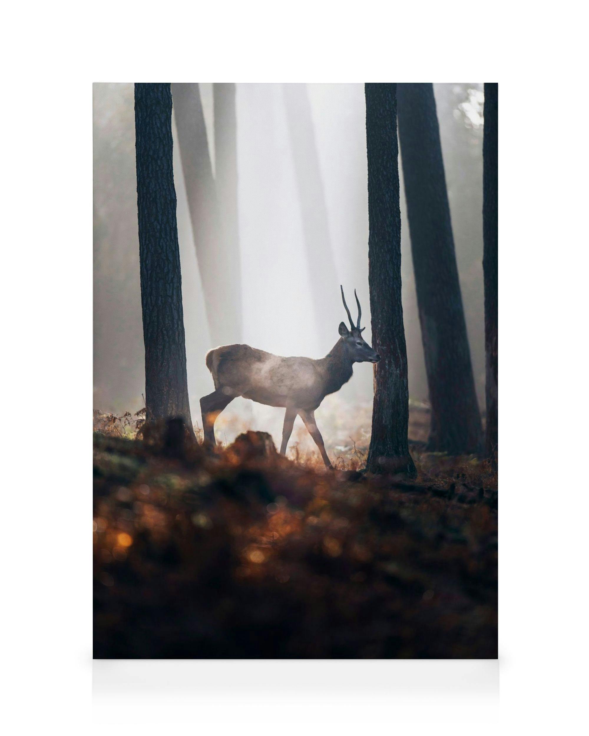 Canvas Prints Red Deer Canvas print (30x40 cm - Oak Frame)