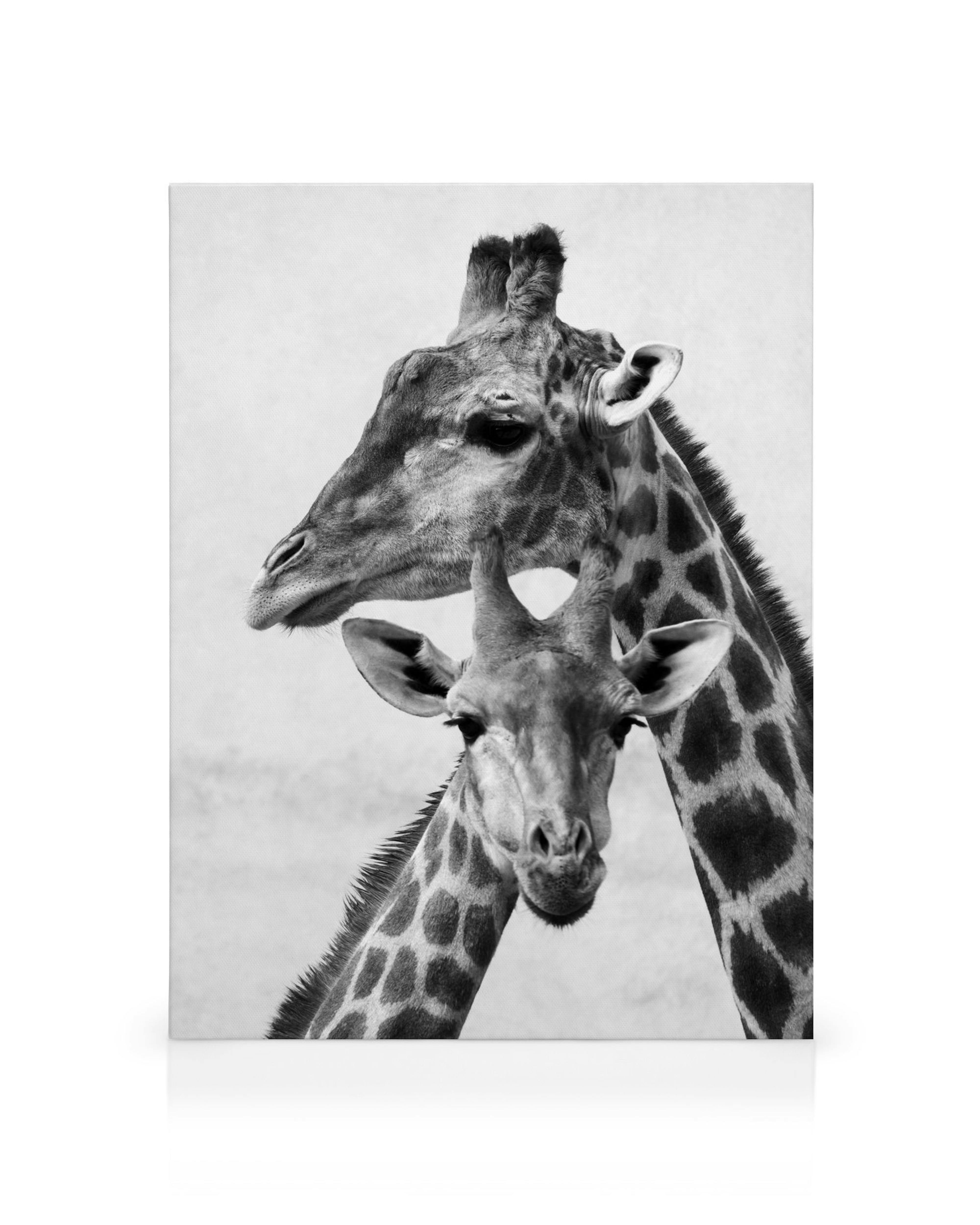 Stampa su tela in bianco e nero di due giraffe, una madre e un piccolo, per arte murale e decorazione dinterni.