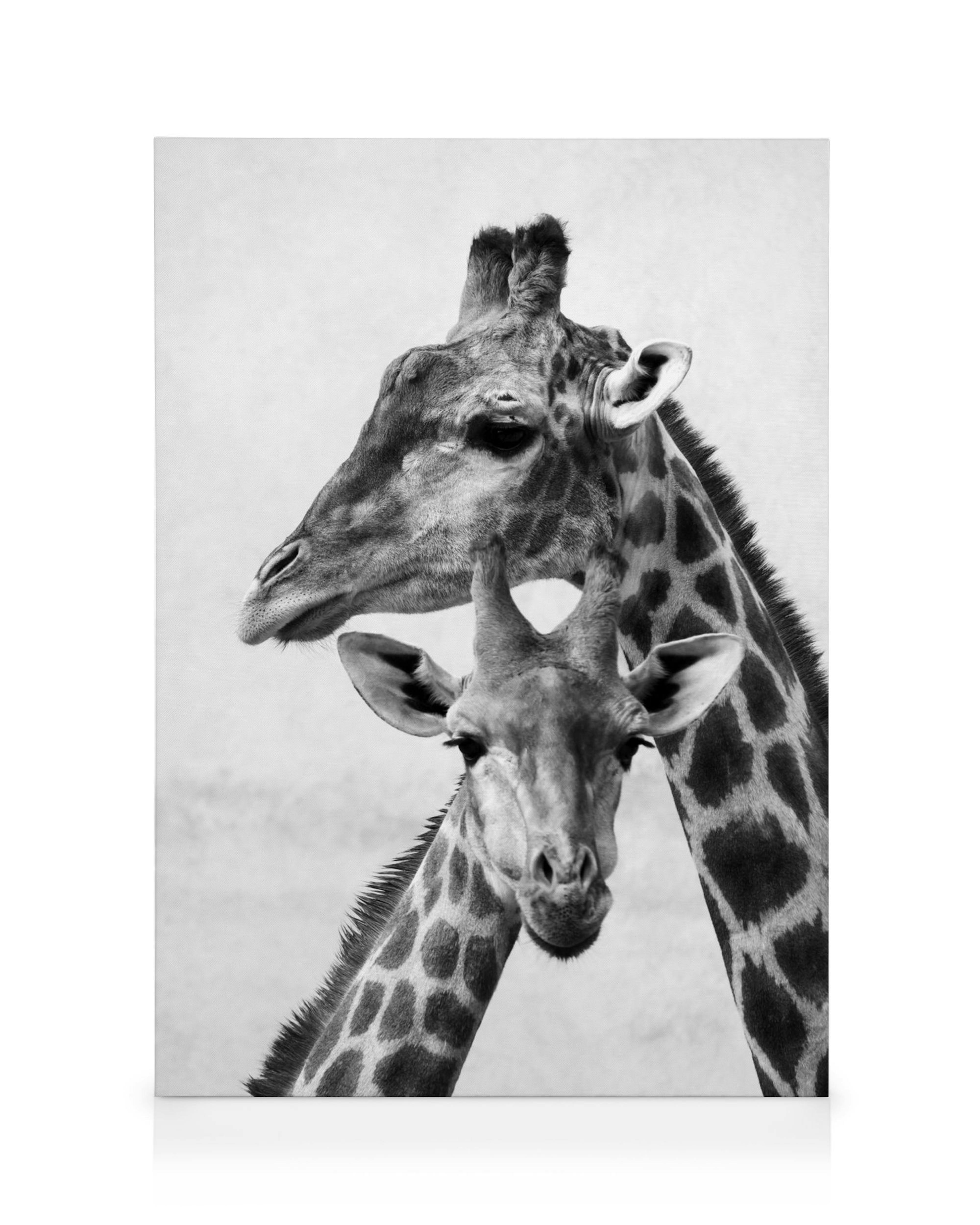 Black and white canvas art featuring a mother giraffe nuzzling her baby, capturing their tender bond.