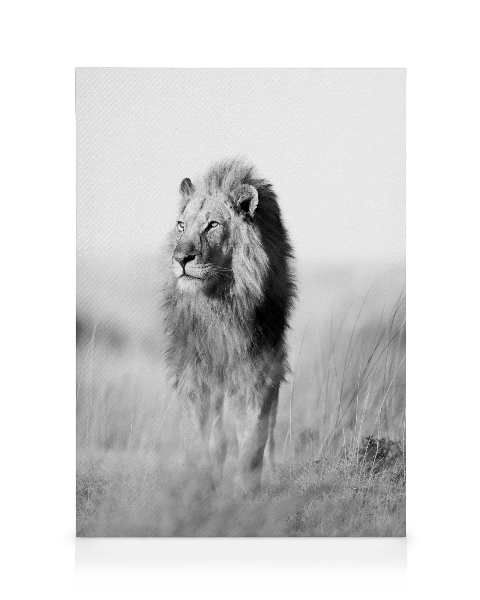 Czarno-biały obraz lwa w wysokiej trawie. Król dżungli z majestatyczną grzywą, safari, dzika przyroda.