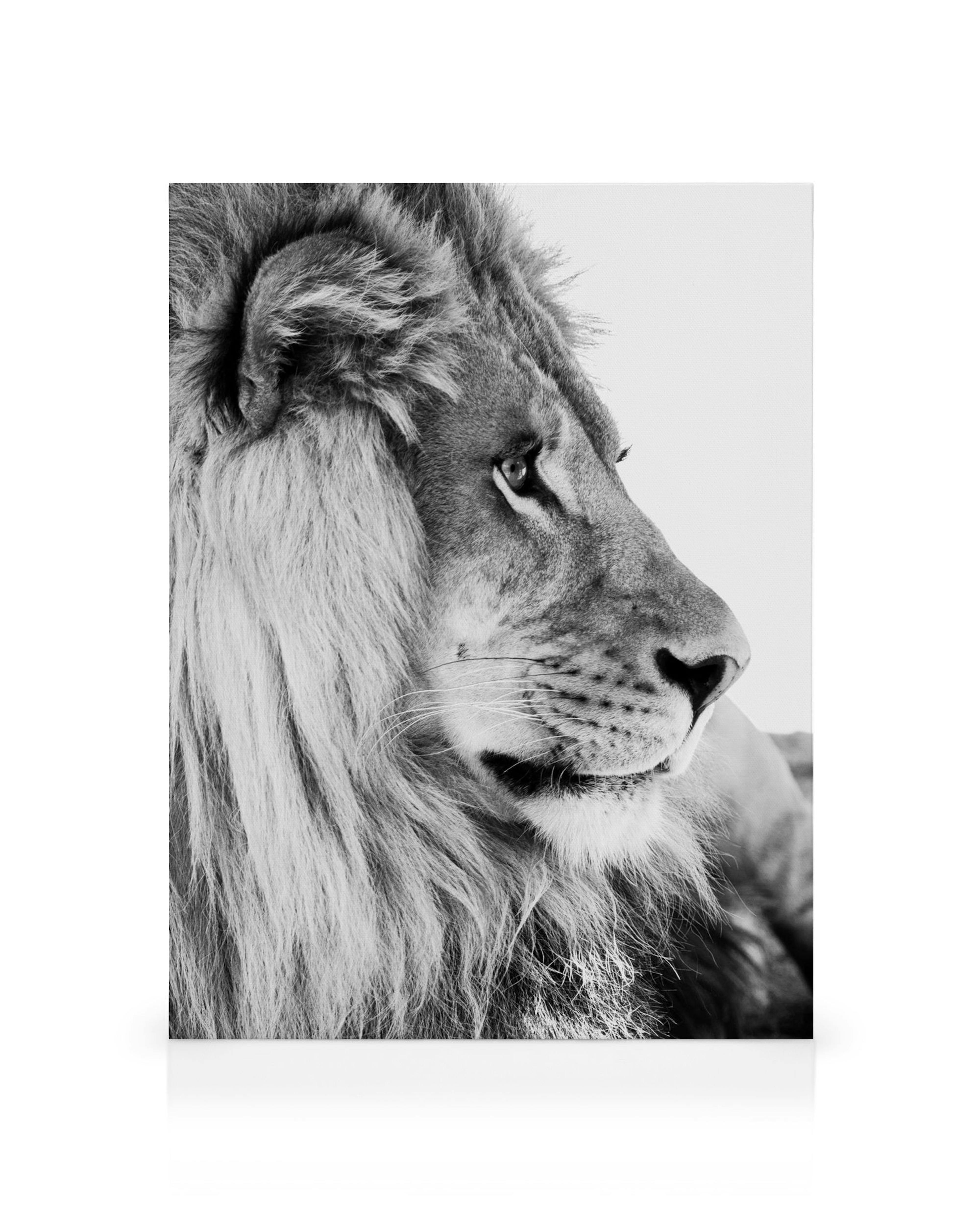 León de perfil en blanco y negro, melena completa, expresión penetrante. Arte mural de vida silvestre.