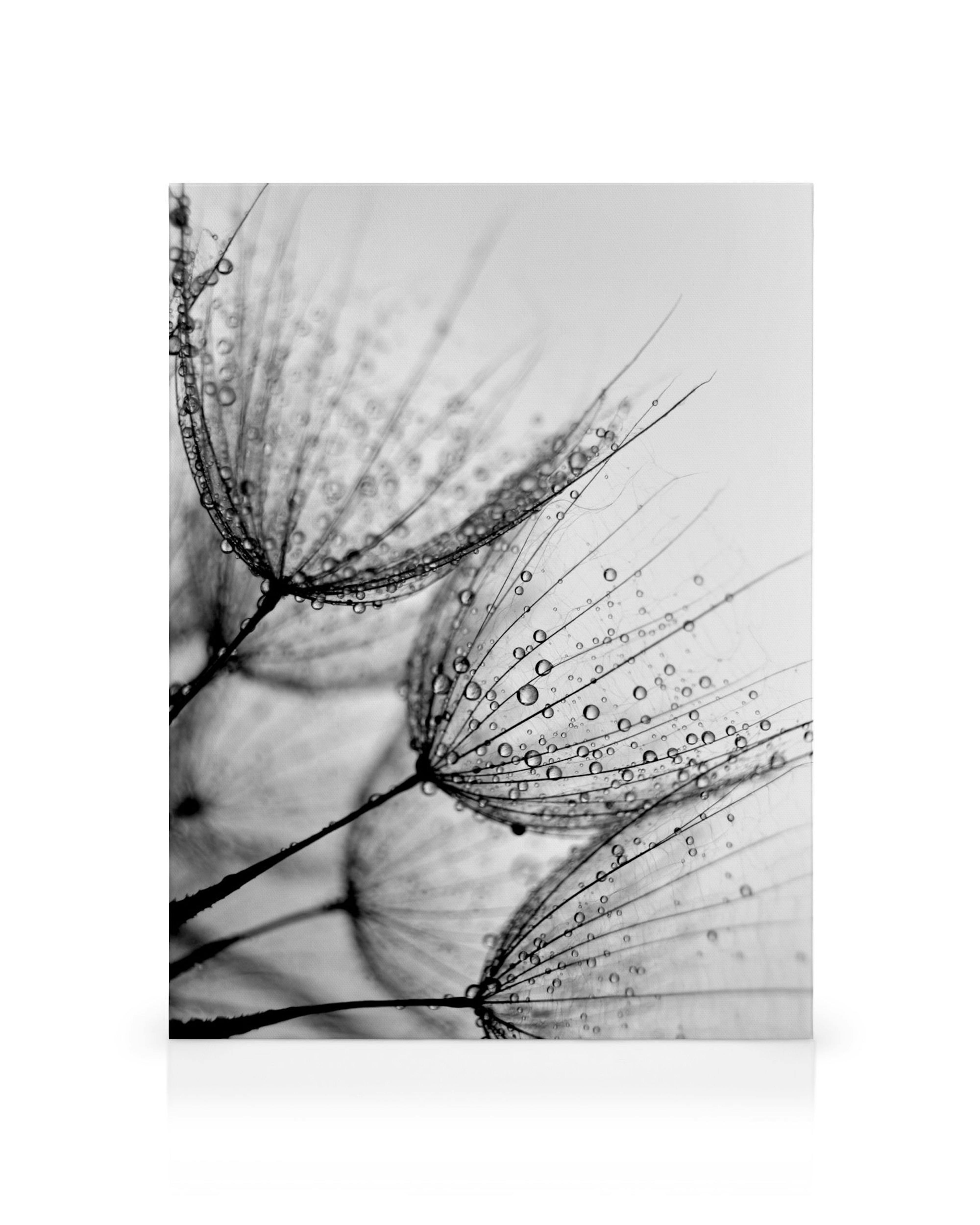 Černobílý detail pampelišky s kapkami rosy na lístcích, připomínající déšť.