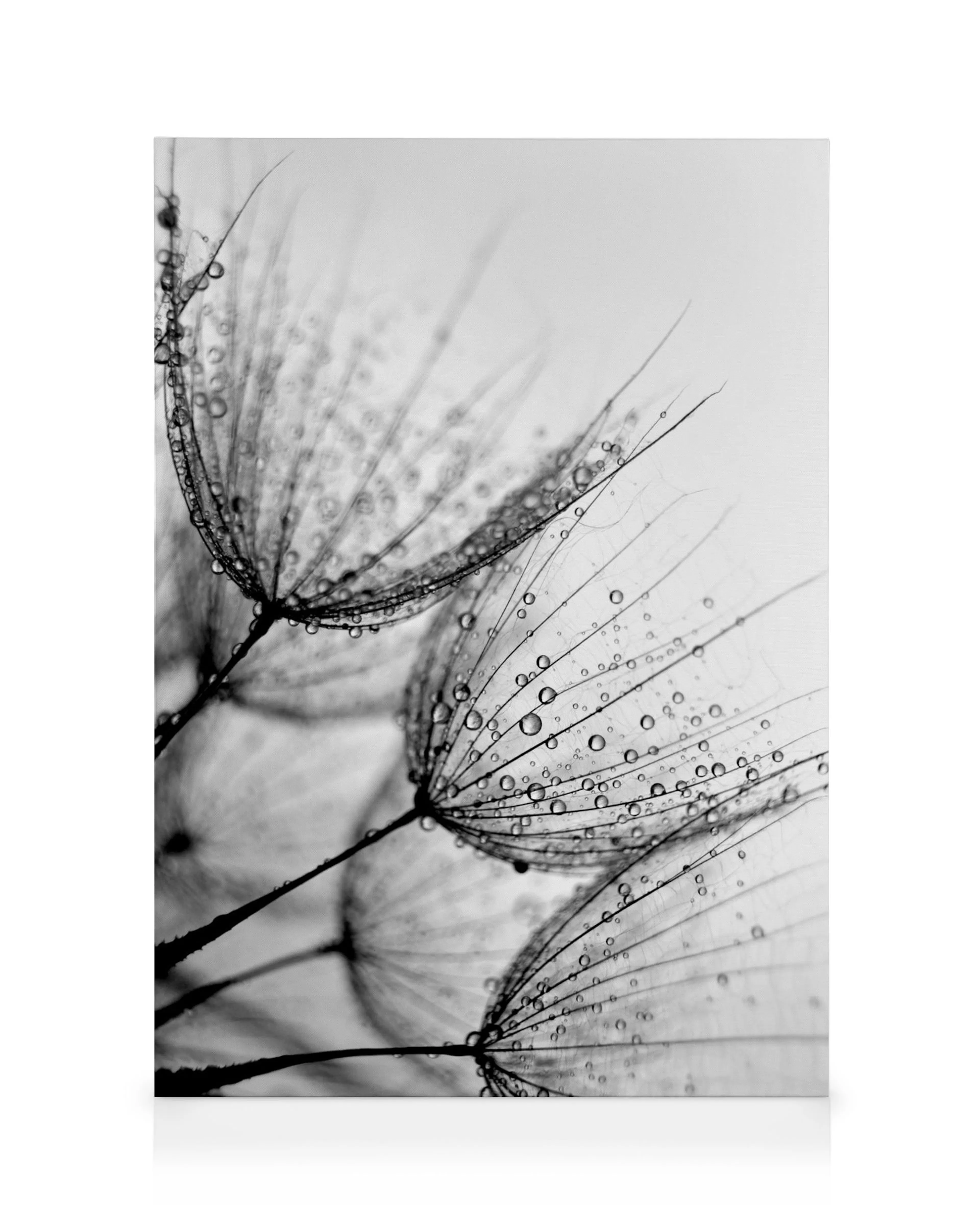 Toile noire et blanche représentant des pissenlits avec des gouttes deau, effet de typographie délicate