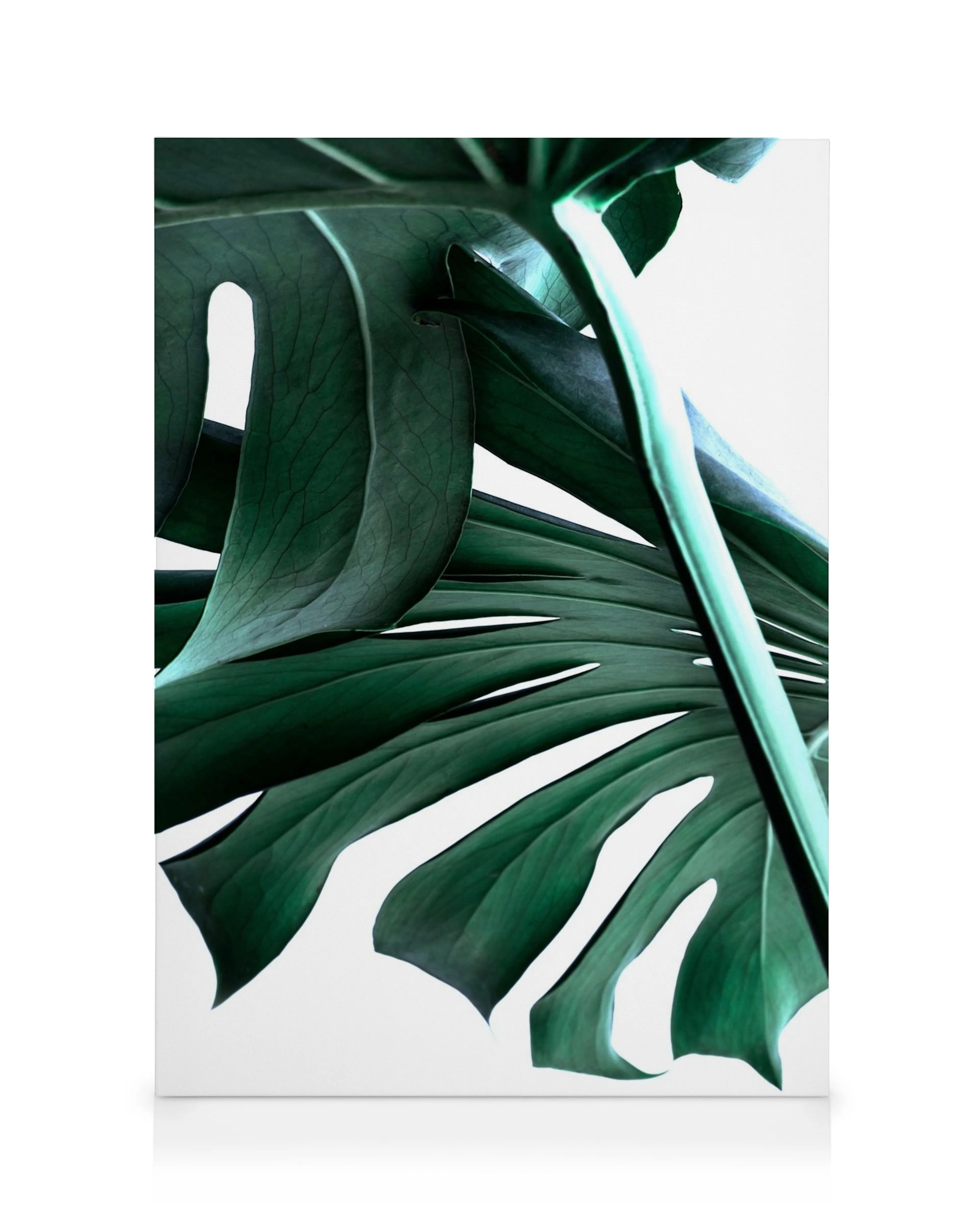 Modern canvas print with dark green Monstera leaves and visible veins against a white background, perfect wall art.