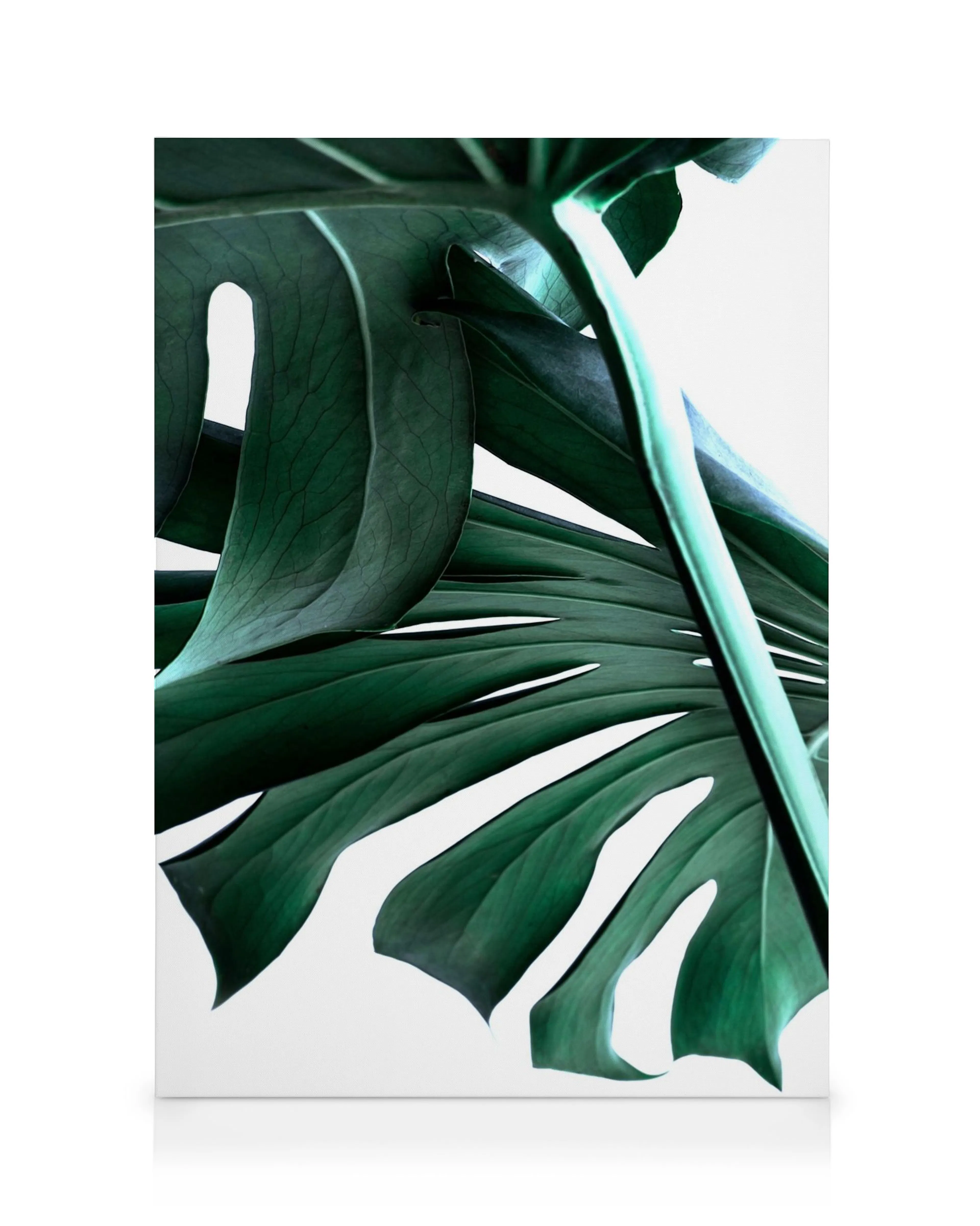 Grüne Monstera-Blätter auf Leinwand, Details der Blattnerven und Stängel, botanische Pflanze, Zimmerpflanzen-Motiv.