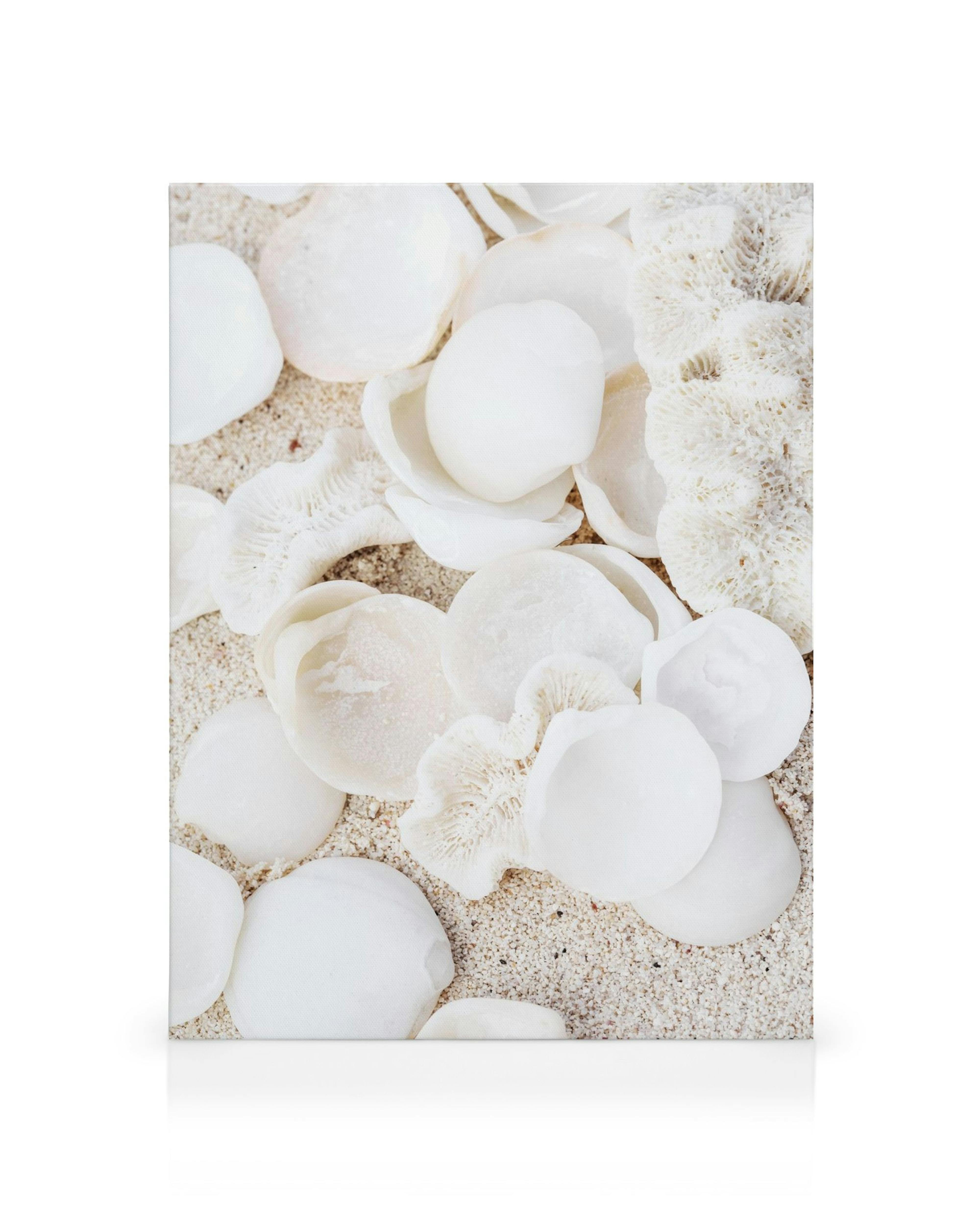 Biely morský koral a mušle na piesočnatej pláži, obraz na plátne s detailnou textúrou.