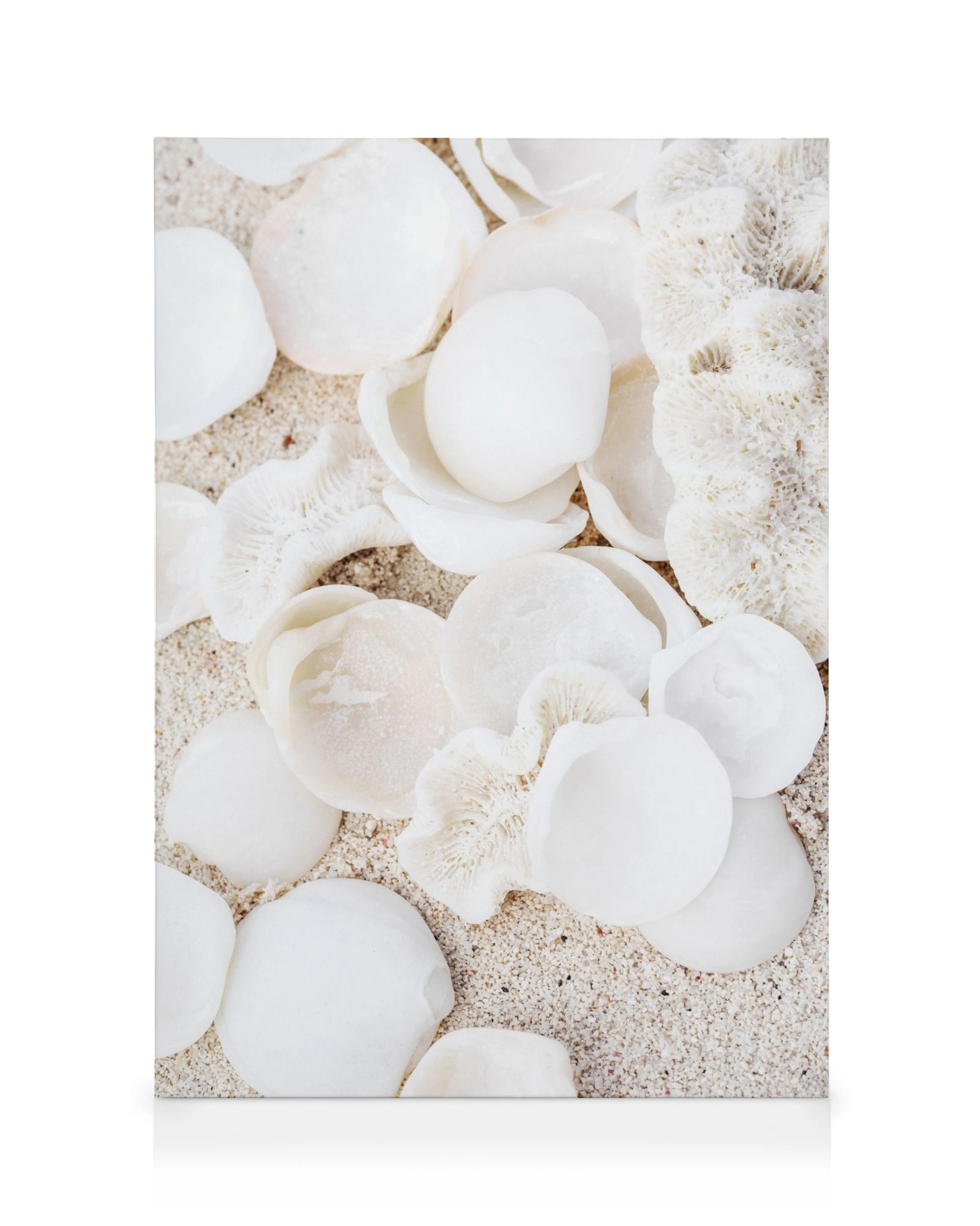 Weiße Muscheln und Korallenstücke auf hellem Sand, Küsten-Motiv, Strand-Dekoration