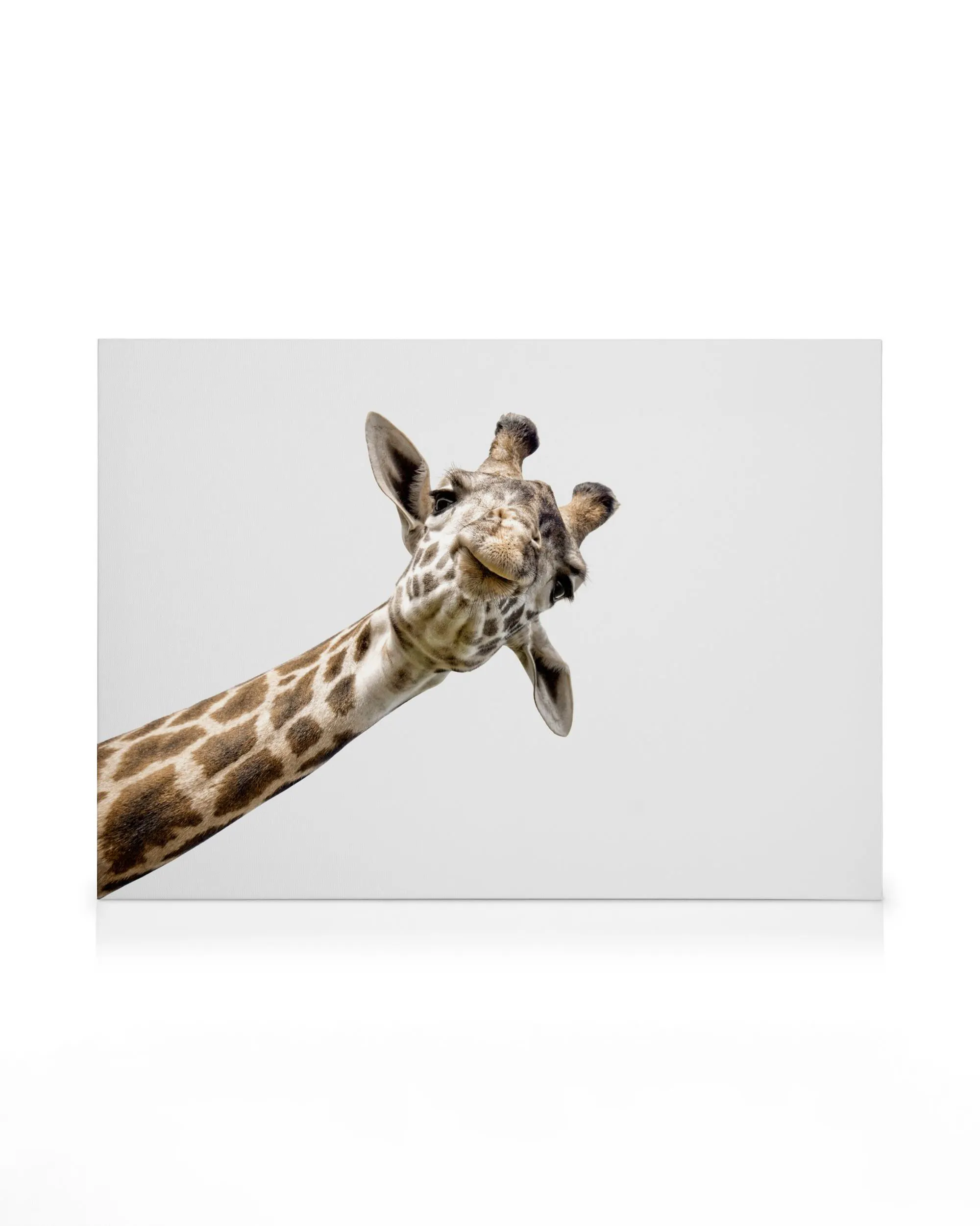 Curious giraffe canvas print on a light gray background, head and neck visible, looking to the side.
