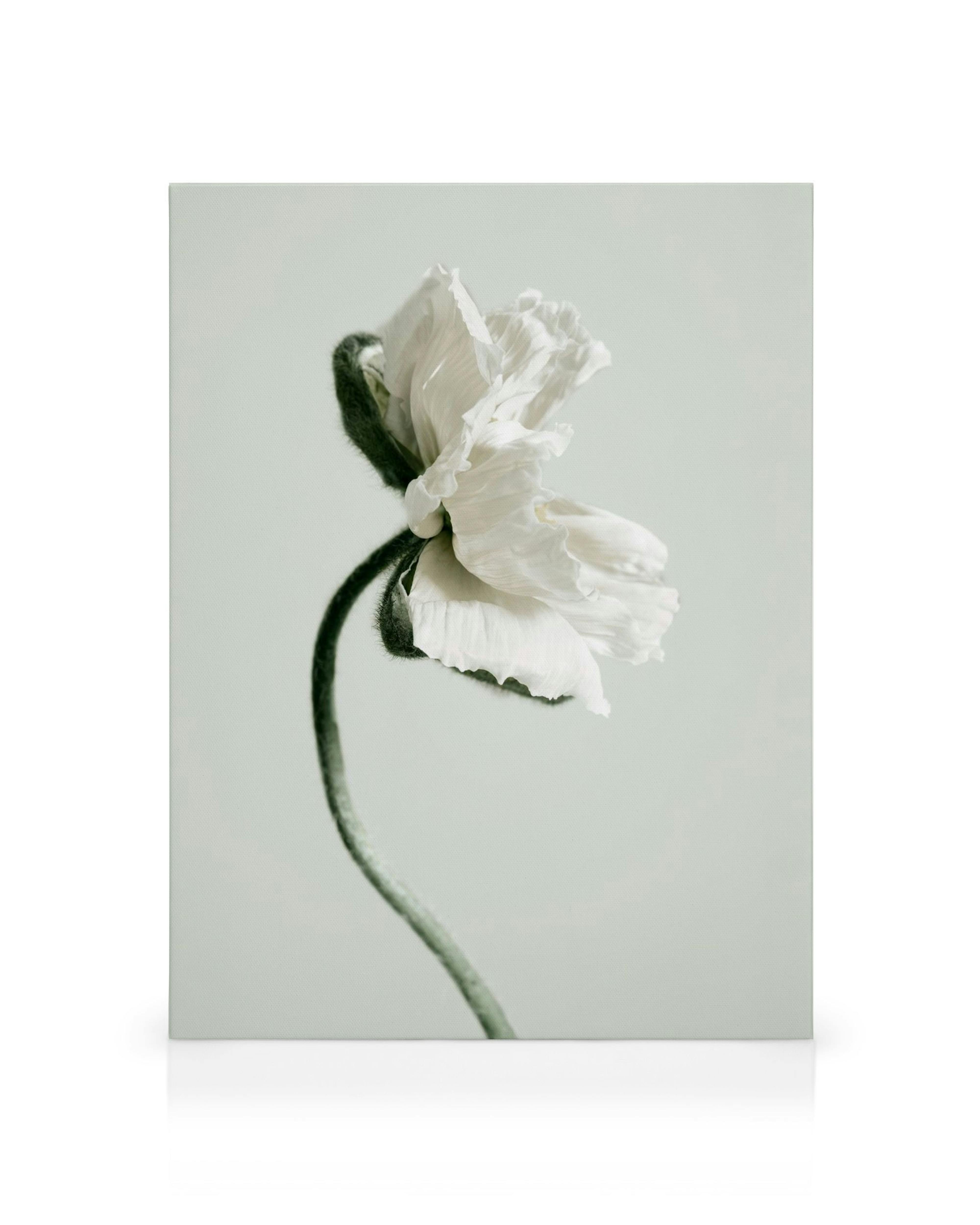 White poppy flower canvas print, delicate bloom with green stem against a light background, floral art.