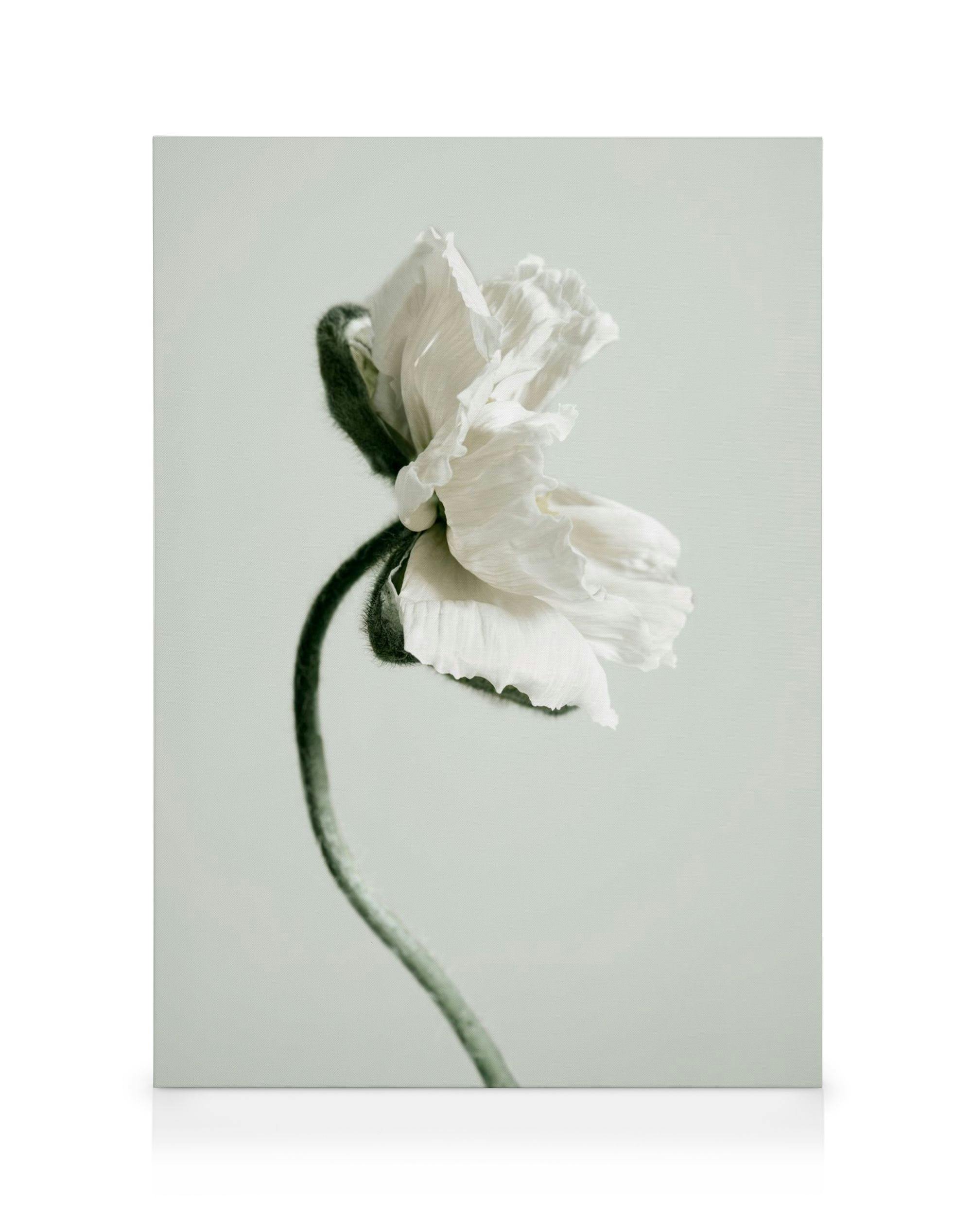 Canvas Prints White Poppy Flower Canvas print (50x70 cm - Oak Frame)