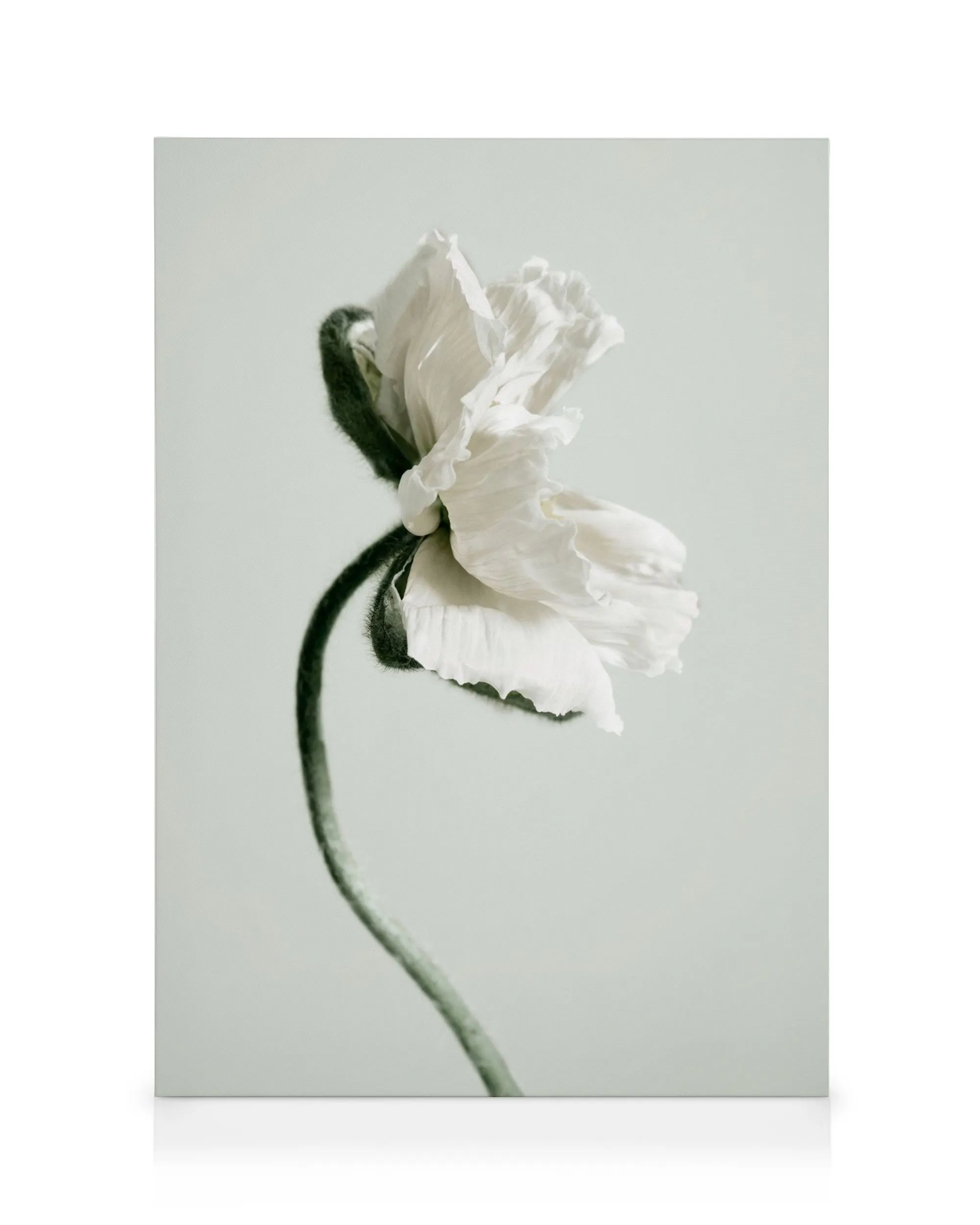 White poppy flower canvas print with a ruffled bloom and fuzzy green stem on a light background