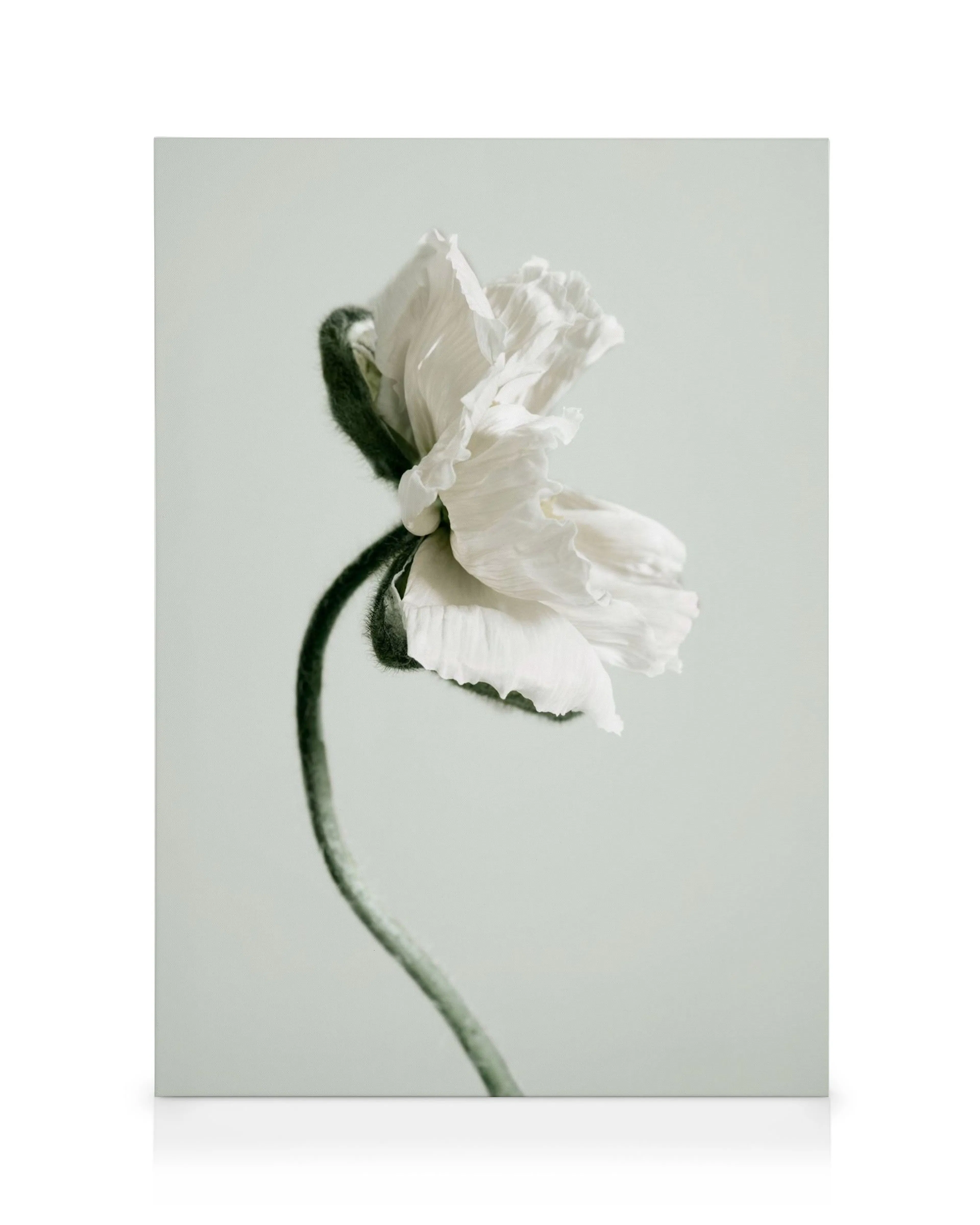 White poppy flower canvas print with a ruffled bloom and fuzzy green stem on a light background