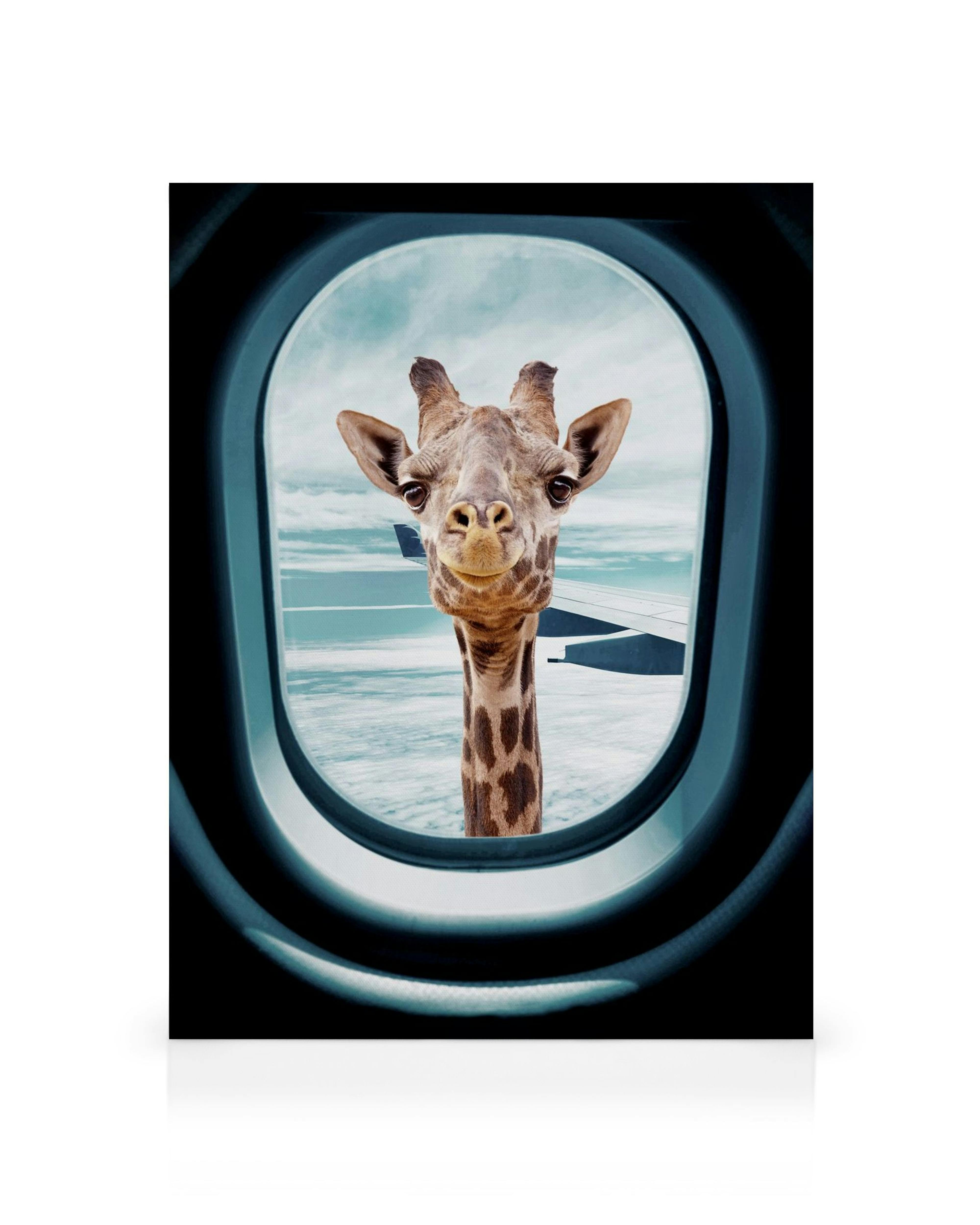 Žirafa vykukující z okna letadla mezi mraky, vtipný obraz na plátně.