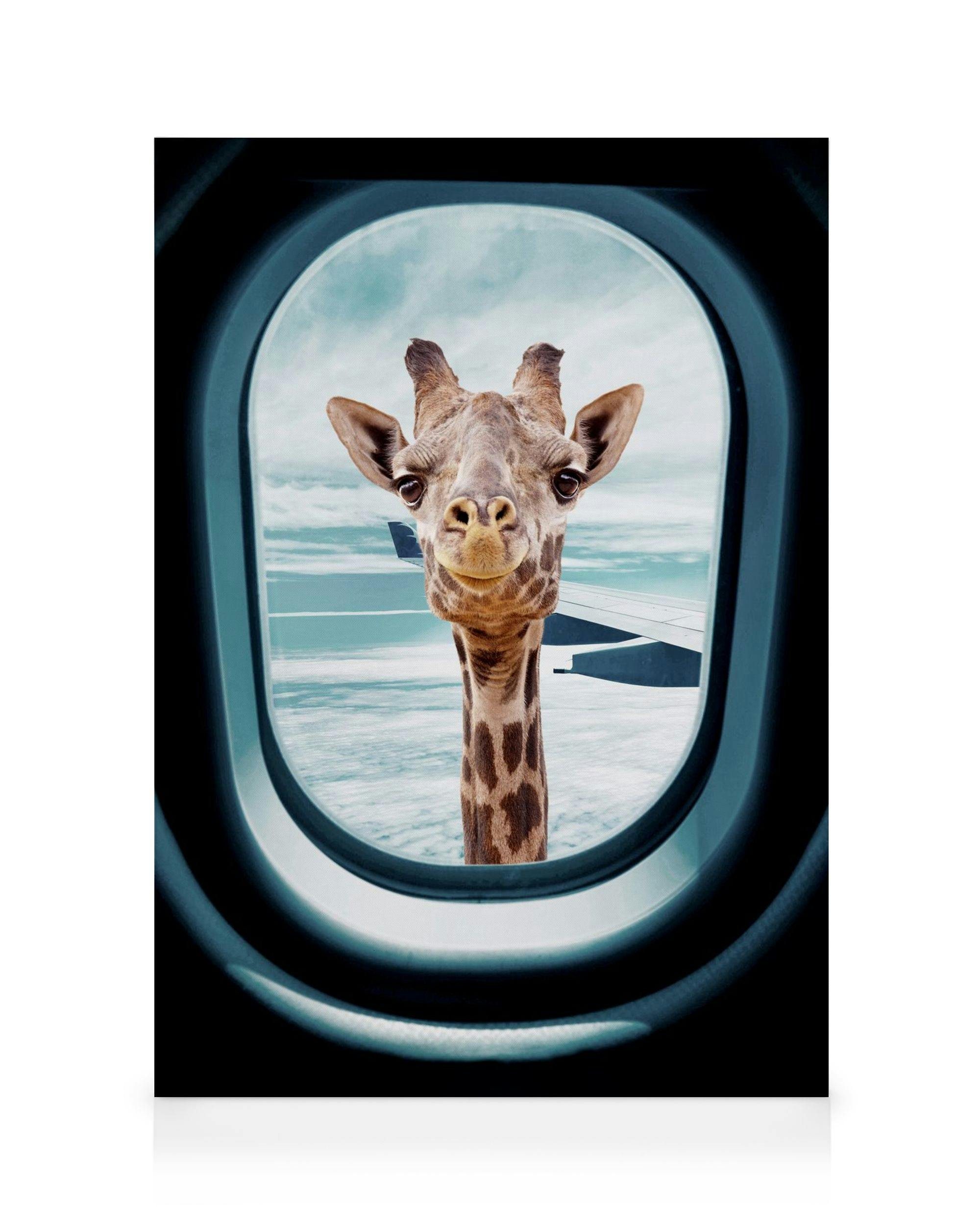 Peek-A-Boo Giraffe Tableau sur toile (30x40 cm)  Animaux sauvages