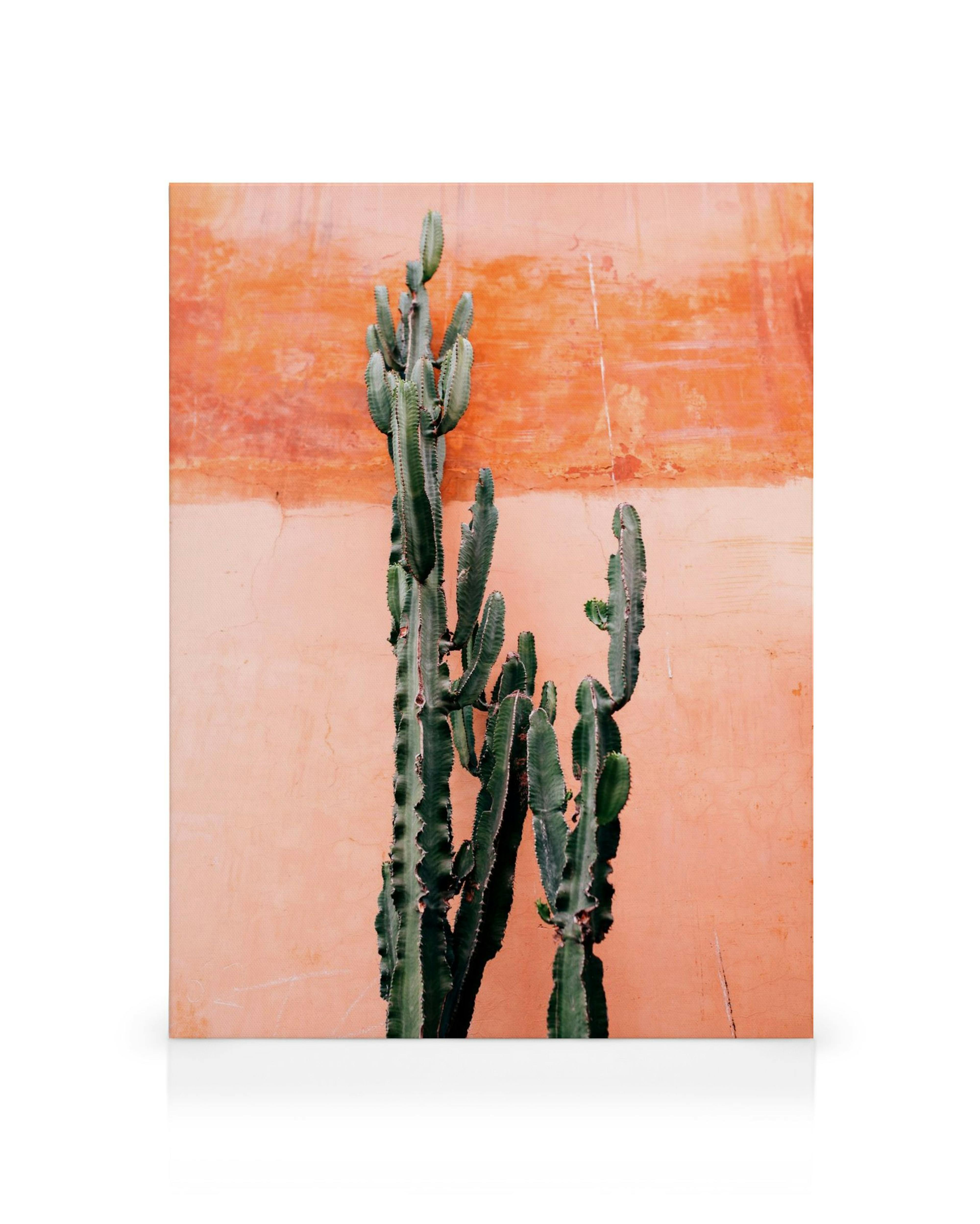 Πράσινοι κάκτοι μπροστά σε πορτοκαλί τοίχο, καμβάς με θέμα κάκτο.