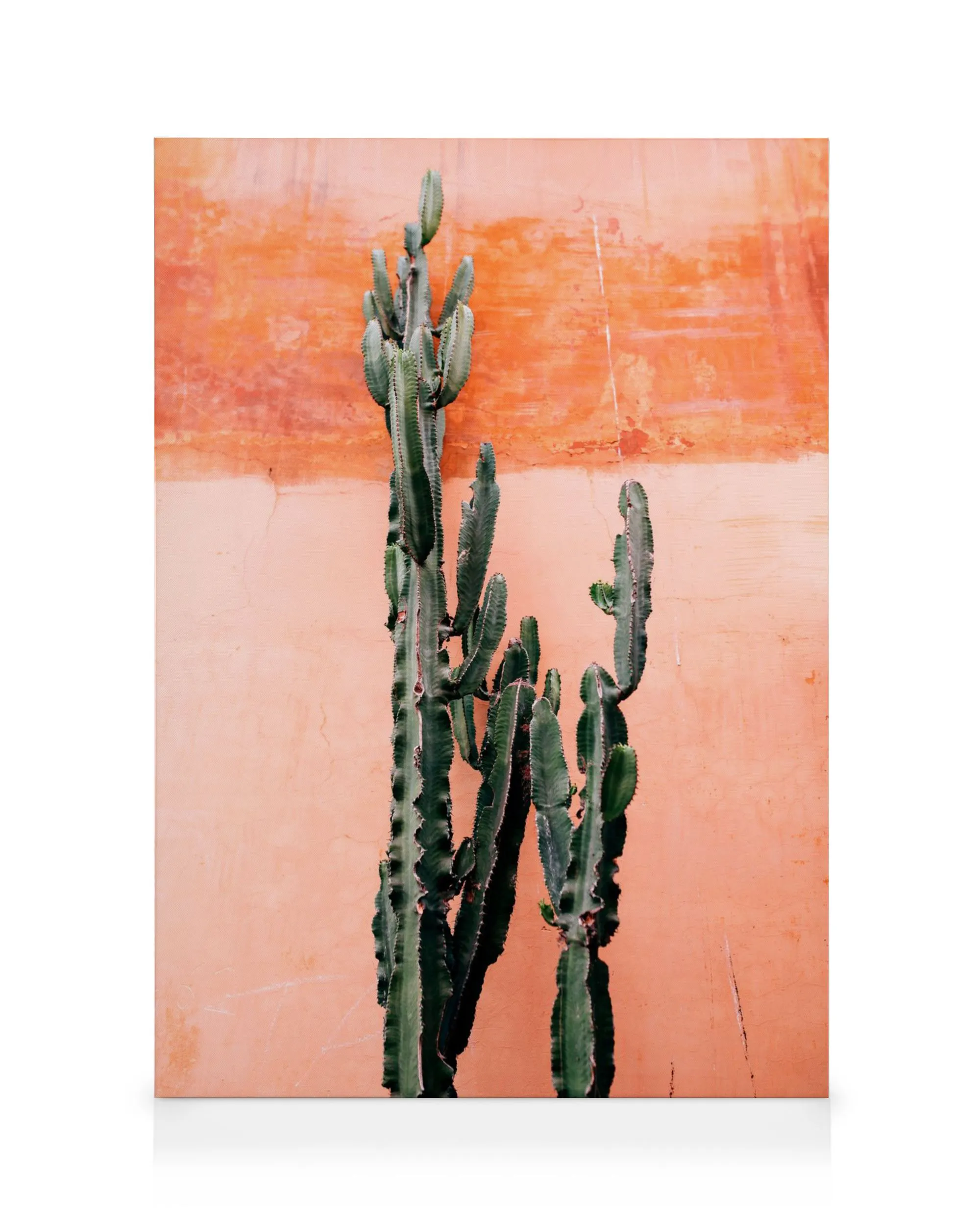Grünes Kaktus-Leinwandbild vor einer zweifarbigen, orange-rosa Wand, natürliches Licht, Wüstenpflanzen.