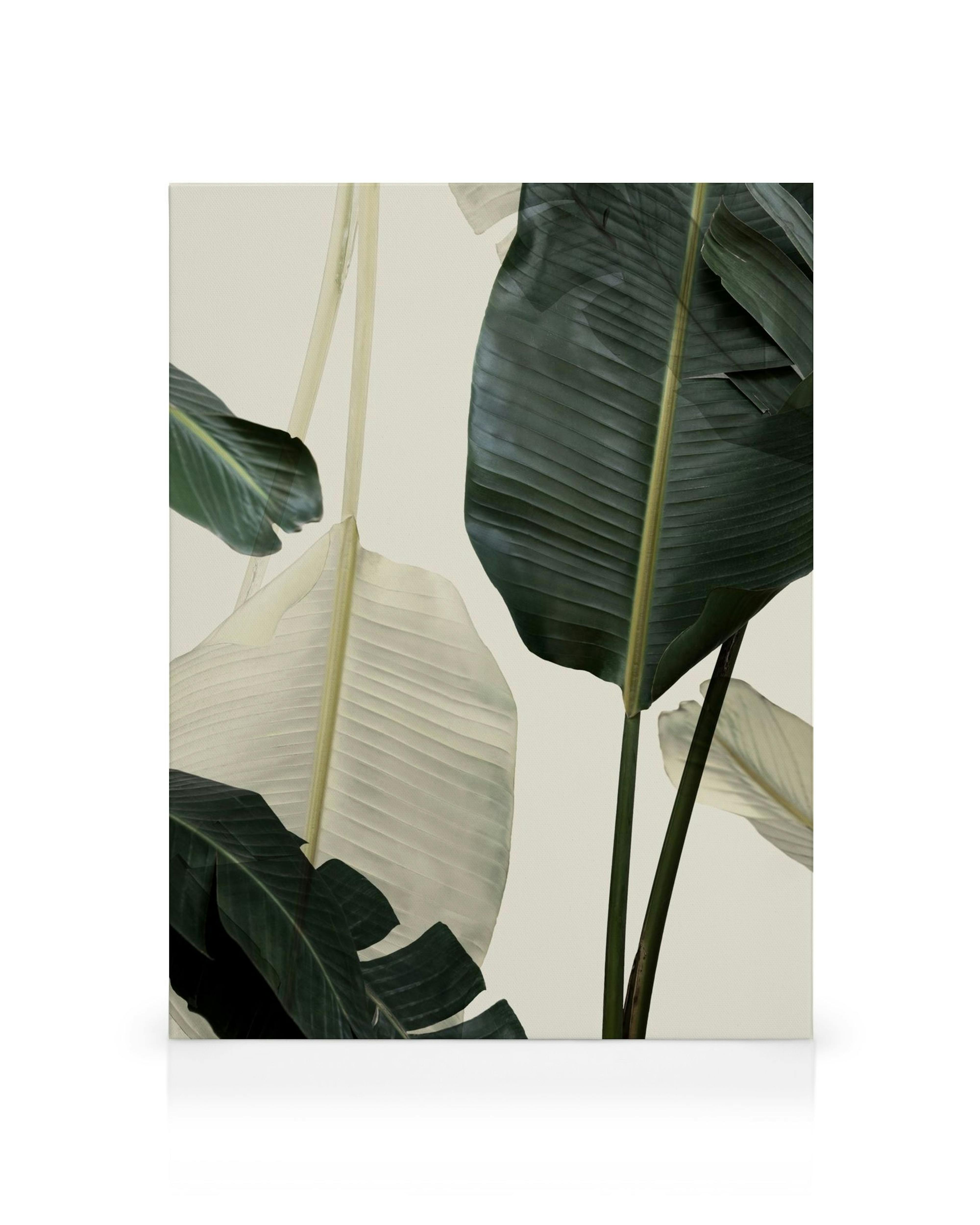 Botanical canvas print with dark green and pale banana leaves, prominent veins visible on a light beige background.