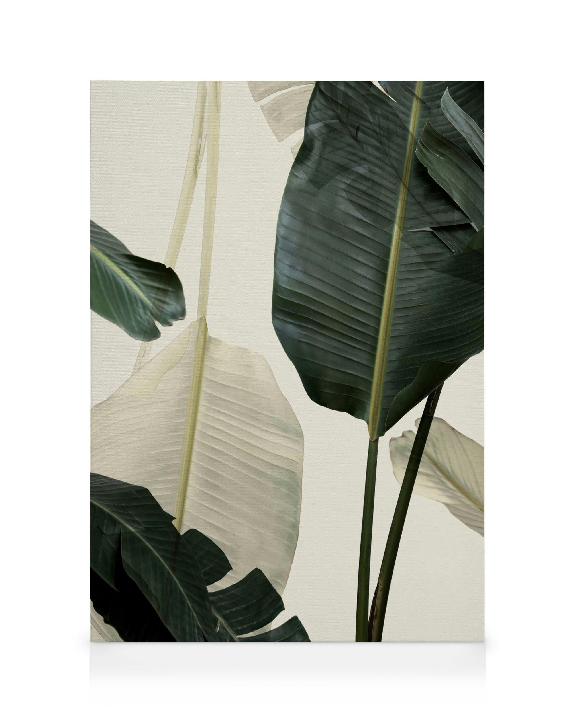 Canvas Prints Banana Leaf Shades No1 Canvas print (30x40 cm - Oak Frame)