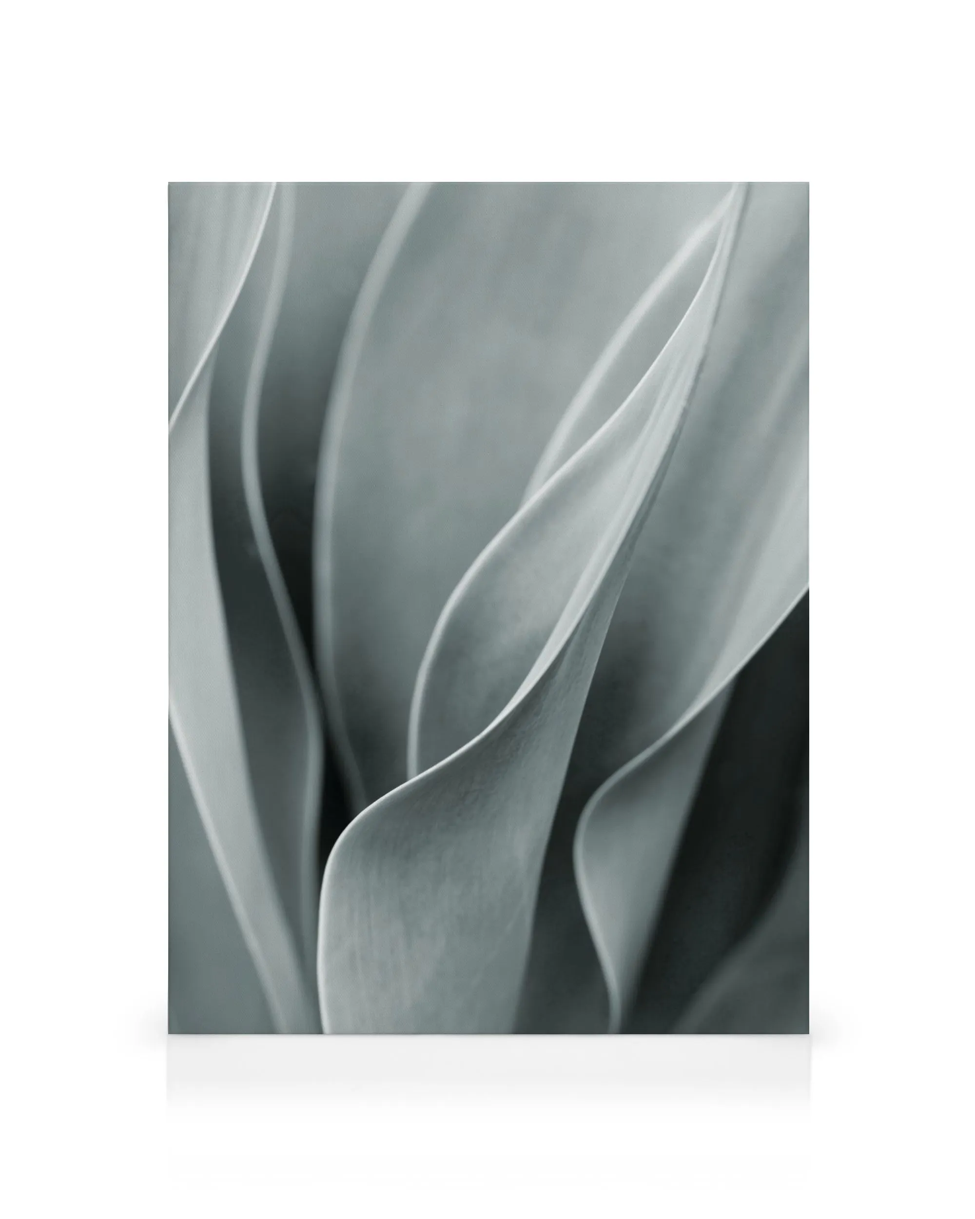 Toile de feuilles dagave courbées en gris clair, motif végétal apaisant