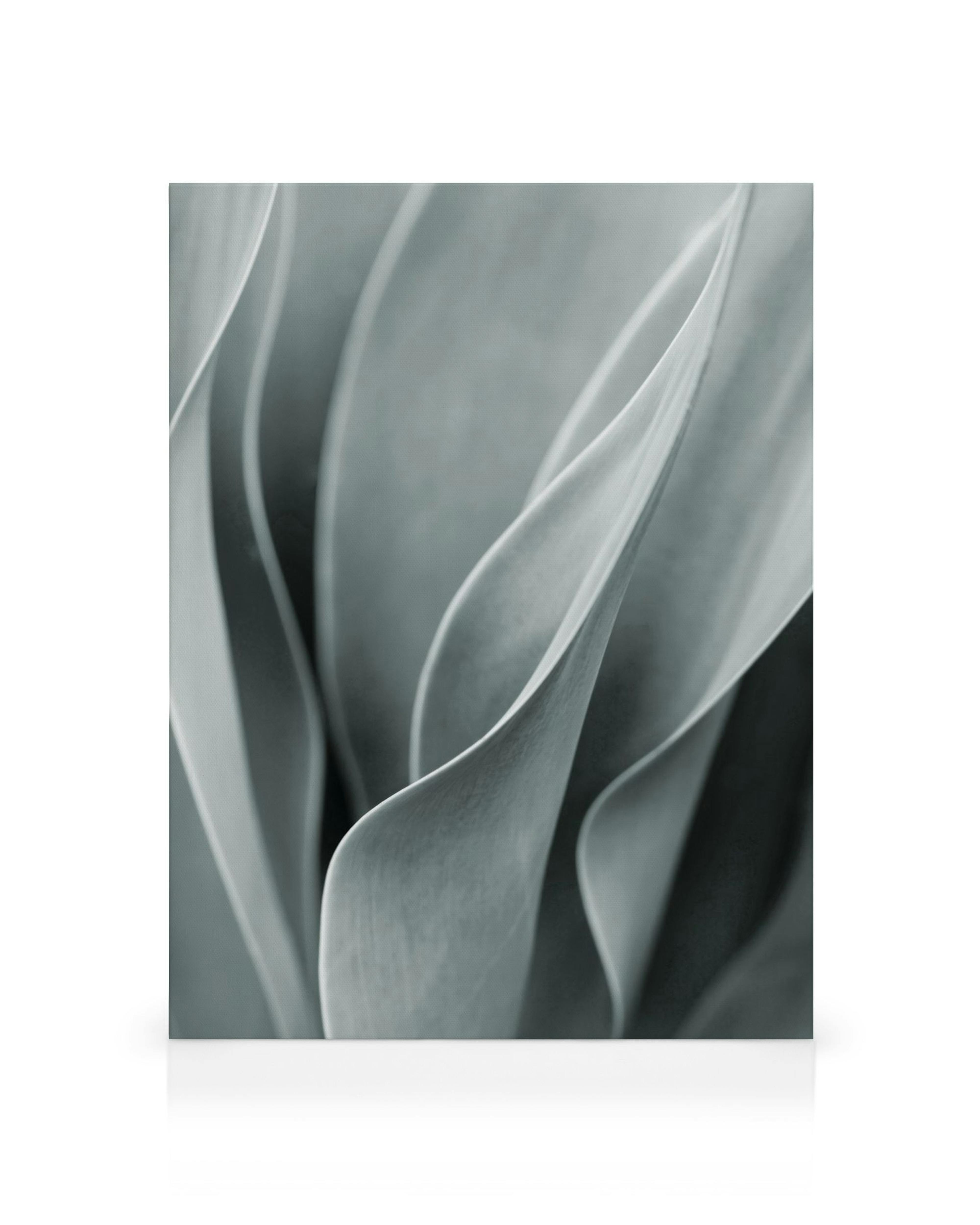 Agave Leaves No3 canvas print, grey plant leaves with curved lines and blurred background