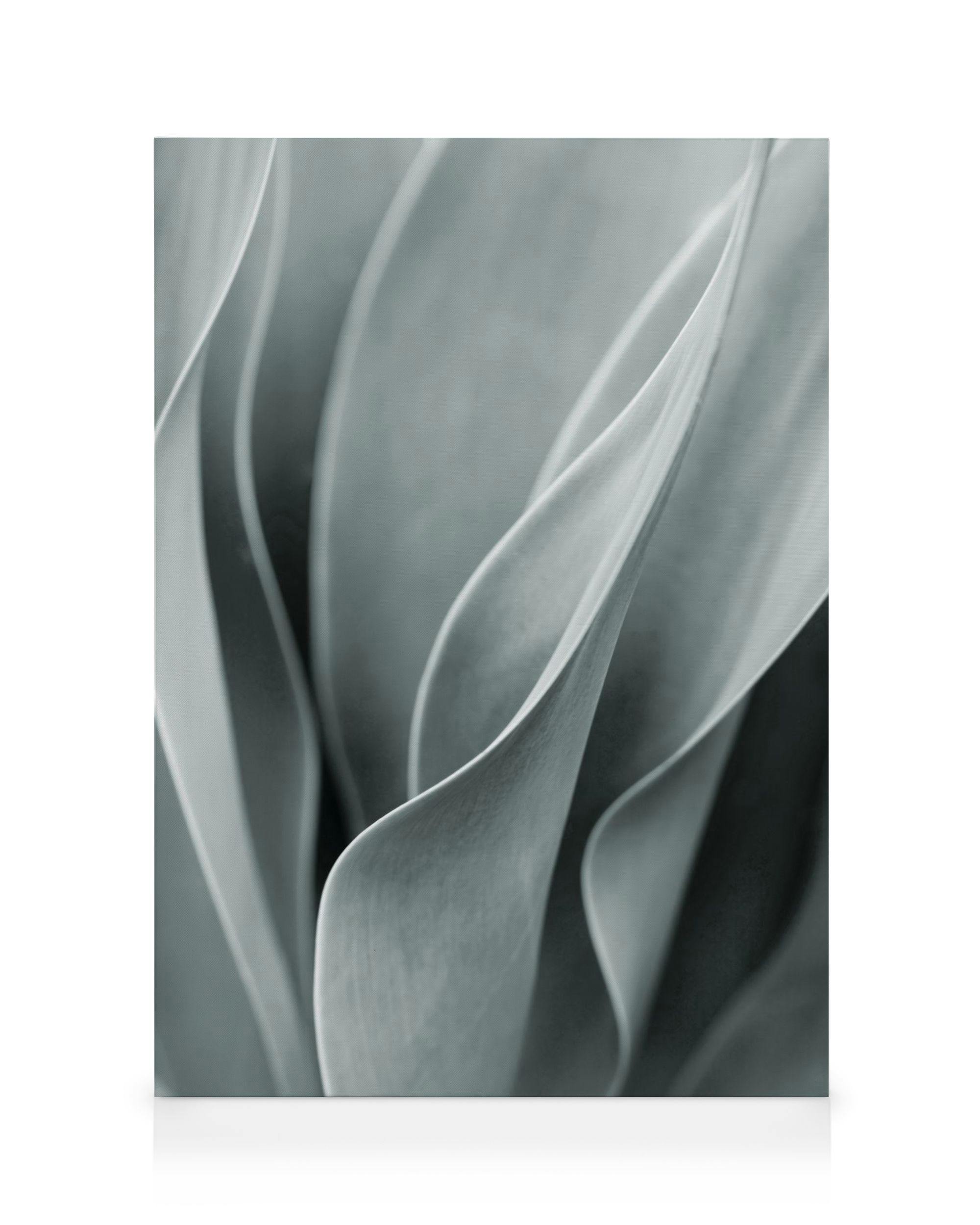 Agave Leaves No3 Lienzo (70x100 cm)