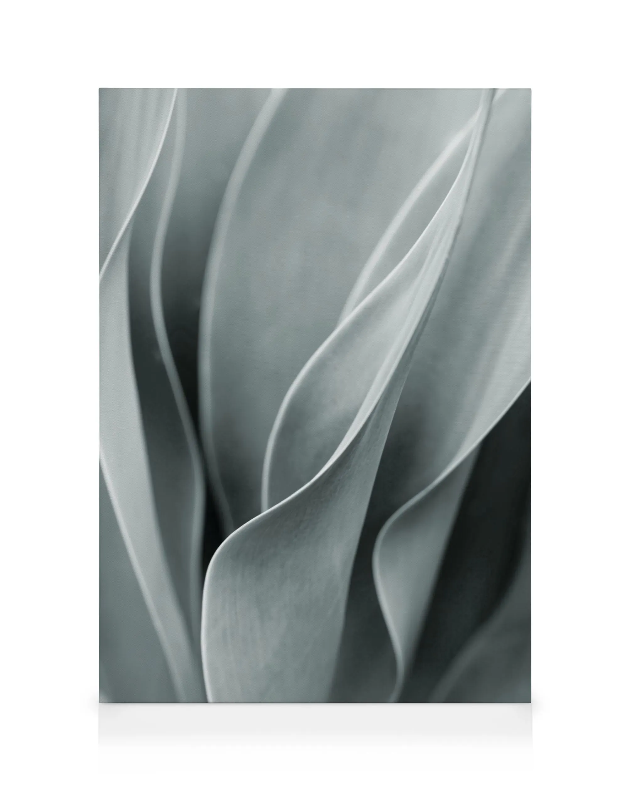 Lienzo de hojas de agave en tonos grises, ilustración botánica, arte de pared calmante.