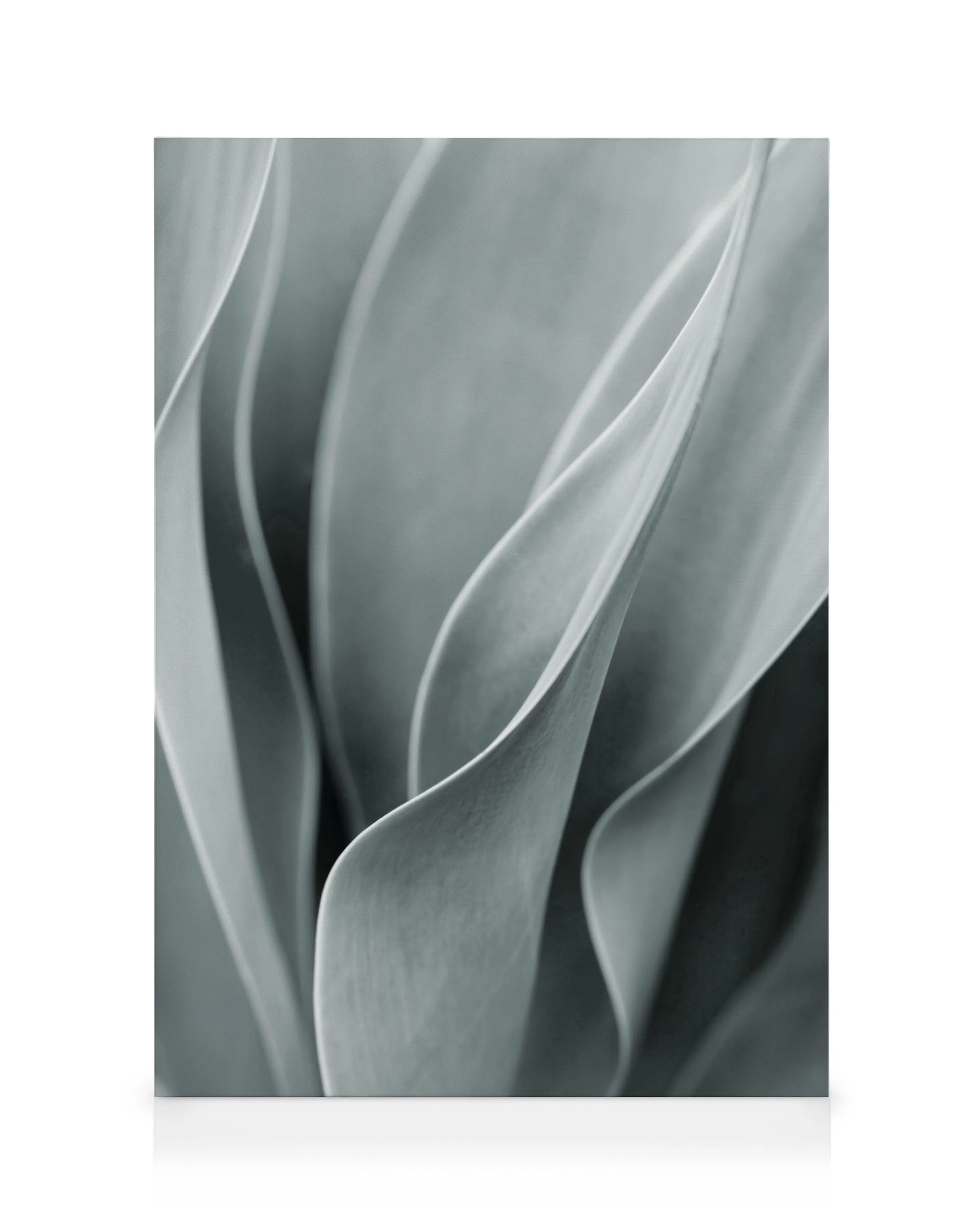 Lienzo de hojas de agave en tonos grises, ilustración botánica, arte de pared calmante.