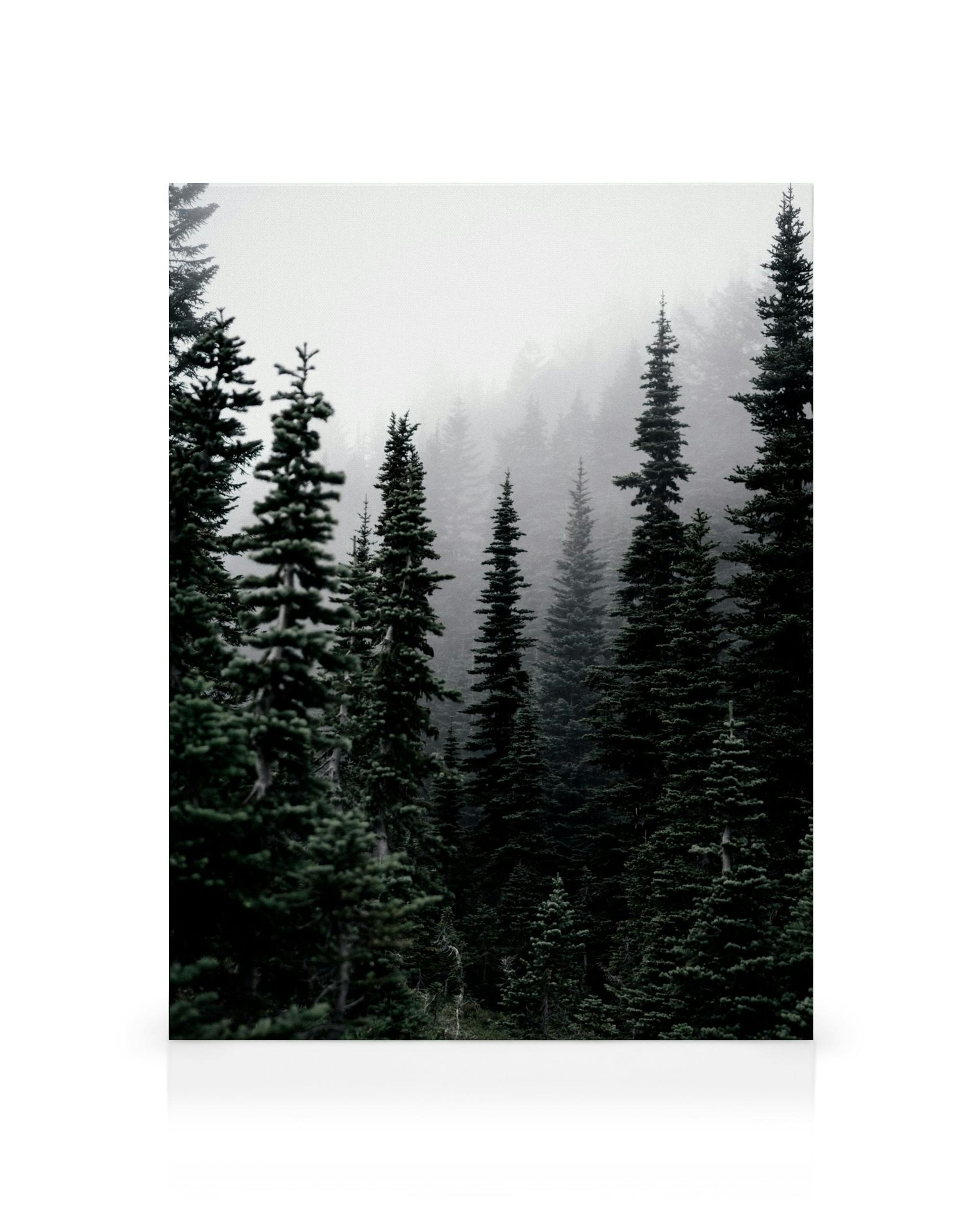 Toile de pins vert foncé dans un paysage brumeux, avec du brouillard blanc et gris en arrière-plan