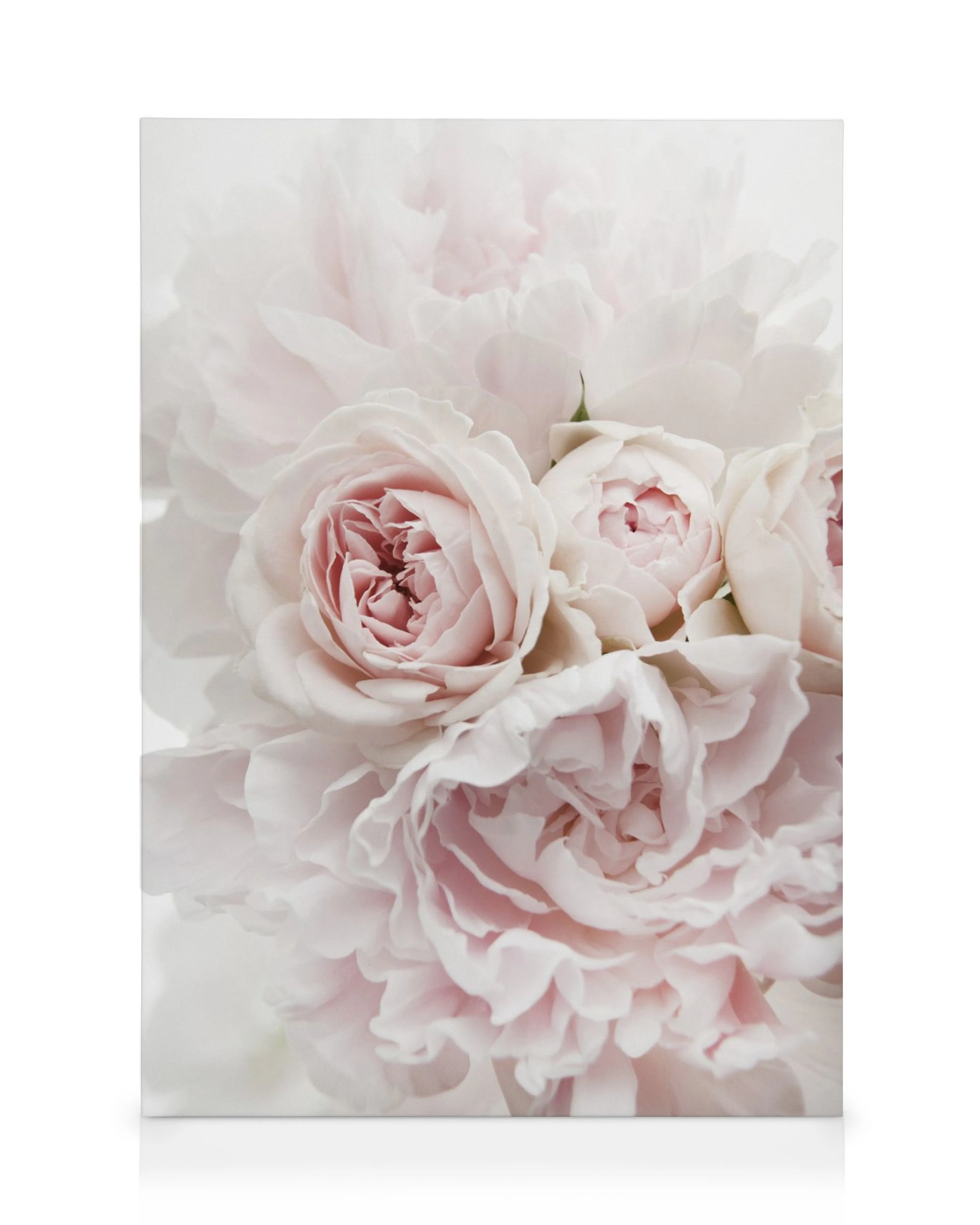 Canvas met roze pioenrozen en rozen op een witte achtergrond, met gelaagde bloemblaadjes in lichtroze en wit.