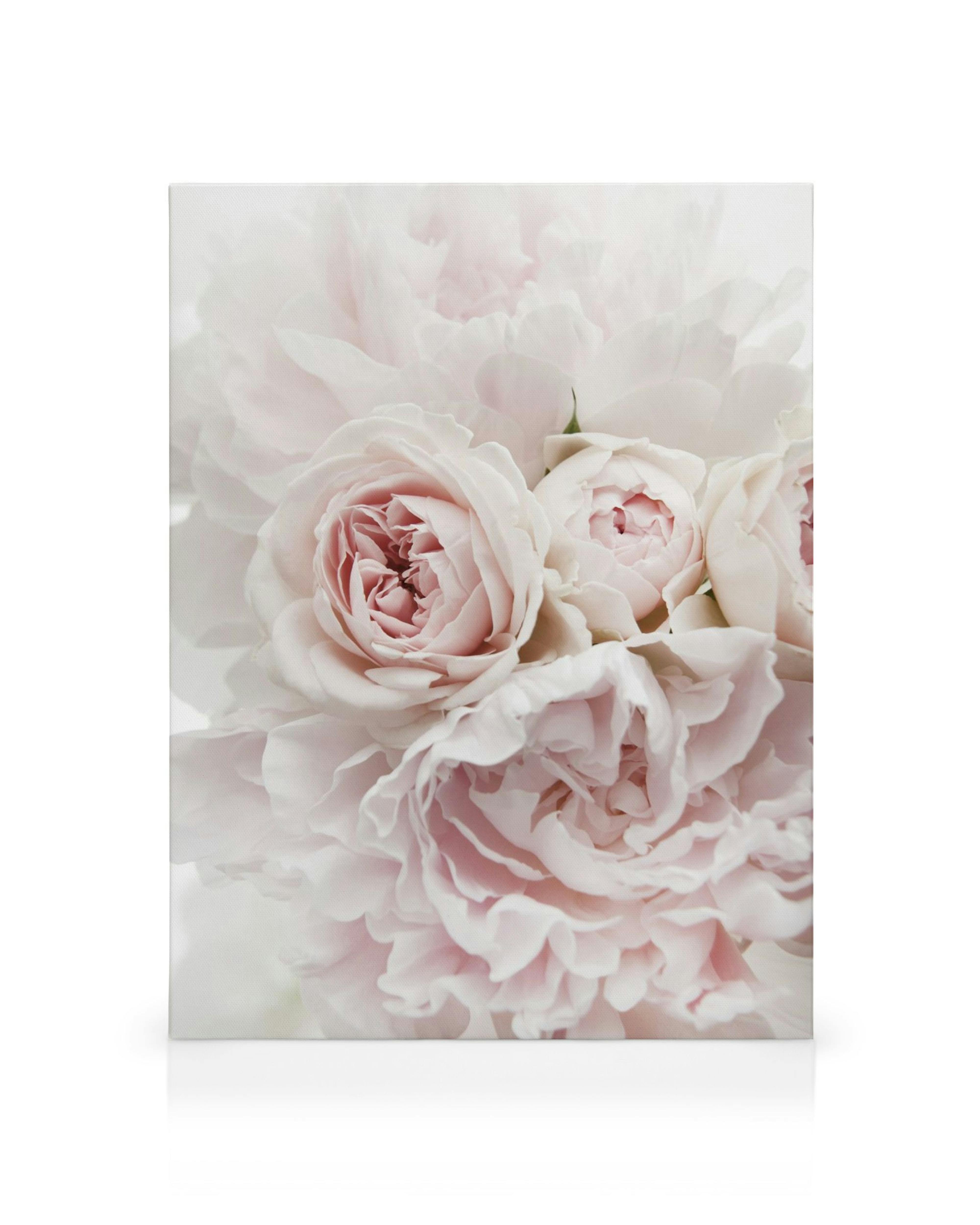 Leinwand mit zartrosa Pfingstrosen und Rosen, nah aufgenommen. Das Bild ist hell und floral.