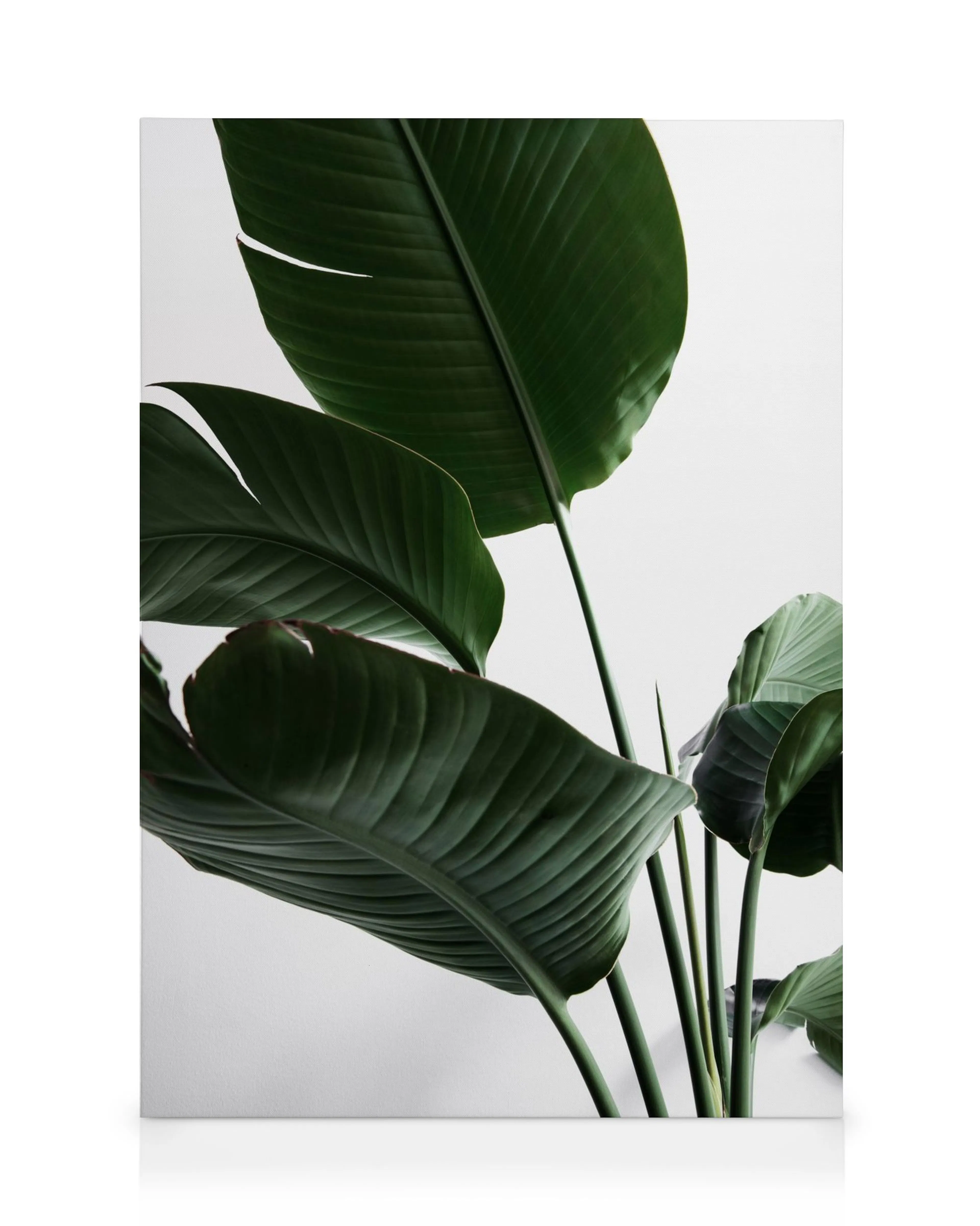 Strelitzia canvastavla med gröna, stora exotiska blad mot en vit bakgrund, skapar en botanisk och fräsch känsla.