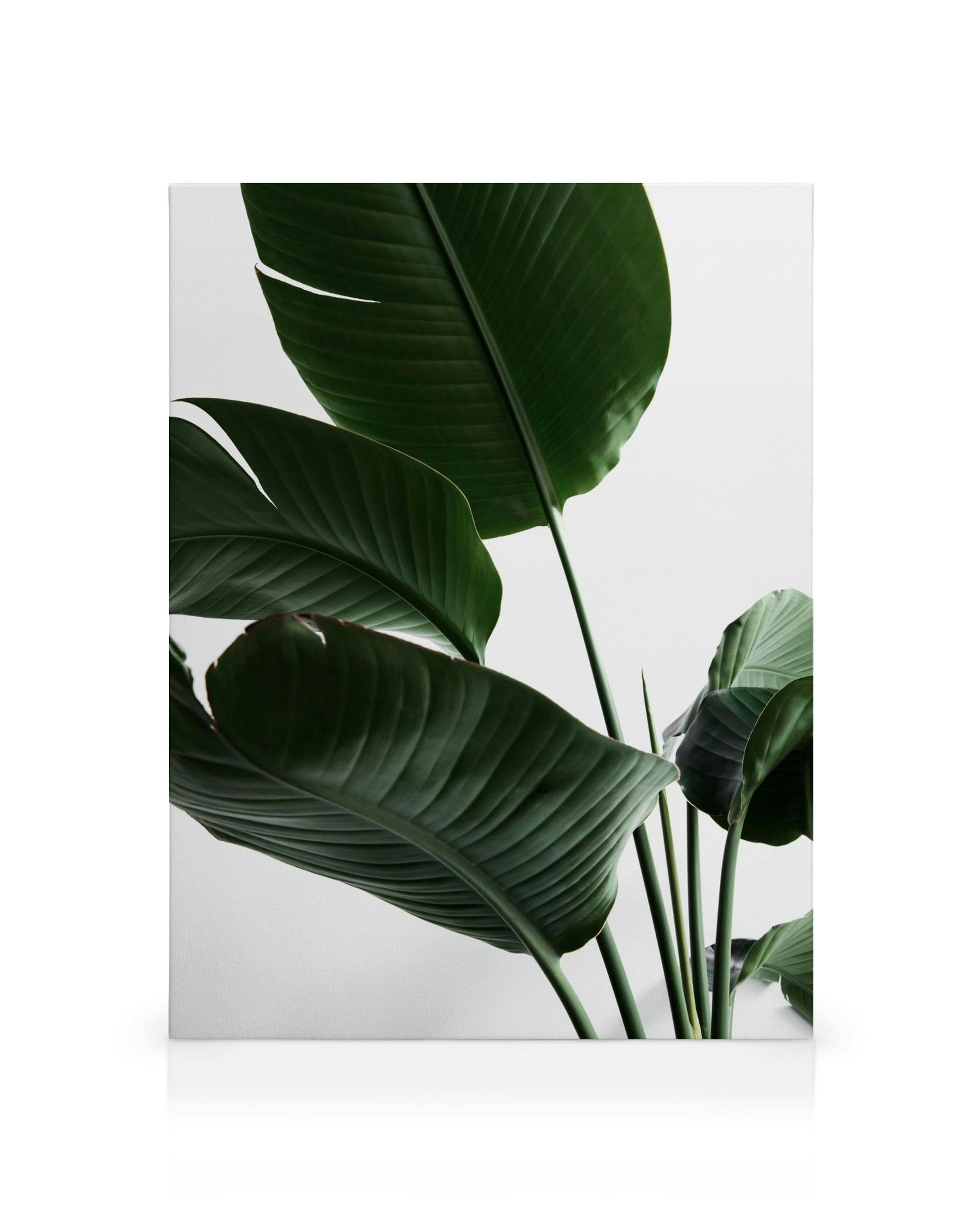 Stampa botanica su tela con grandi foglie verdi di Strelitzia su sfondo bianco.