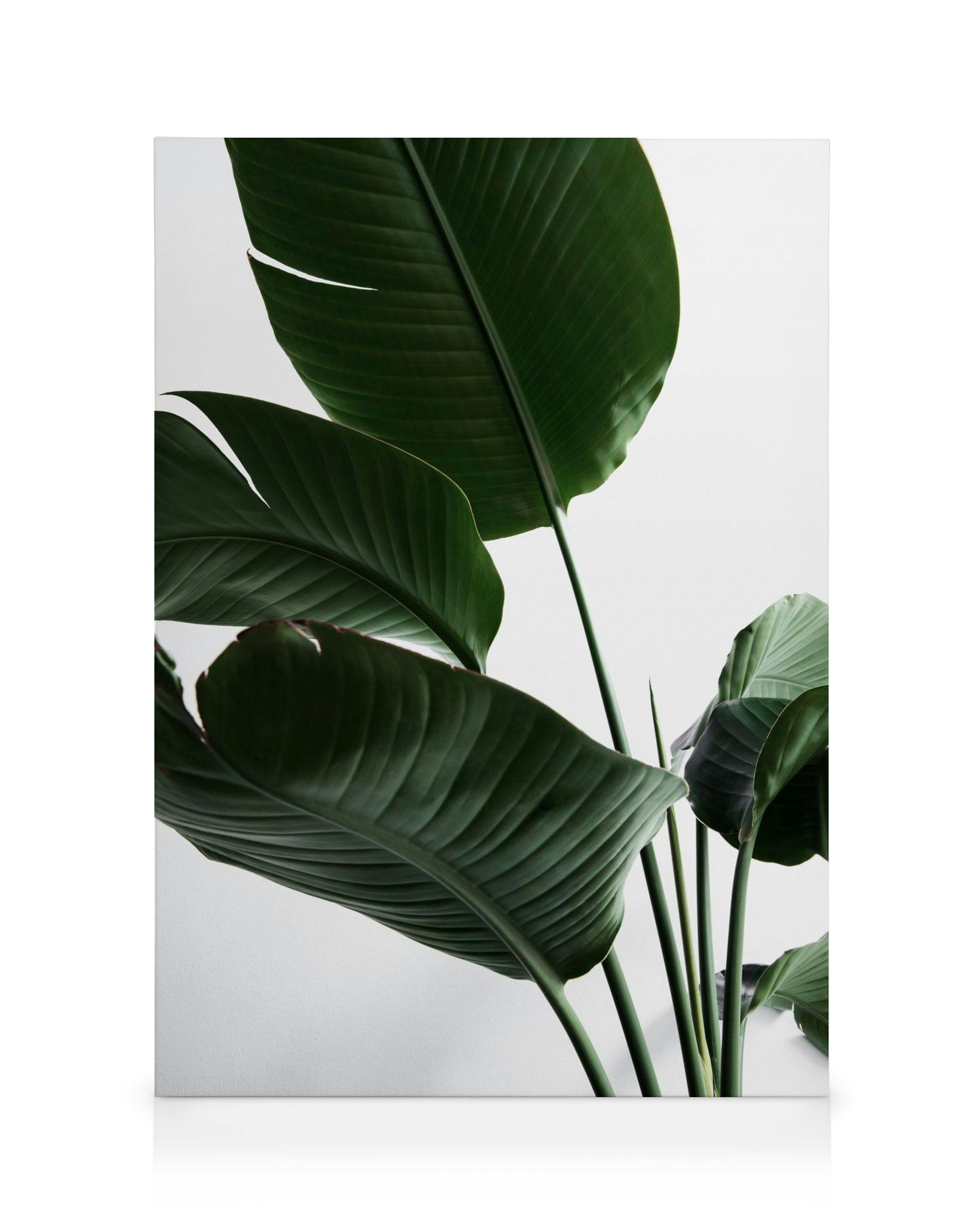 Canvas Schilderijen Strelitzia One Canvas (50x70 cm)