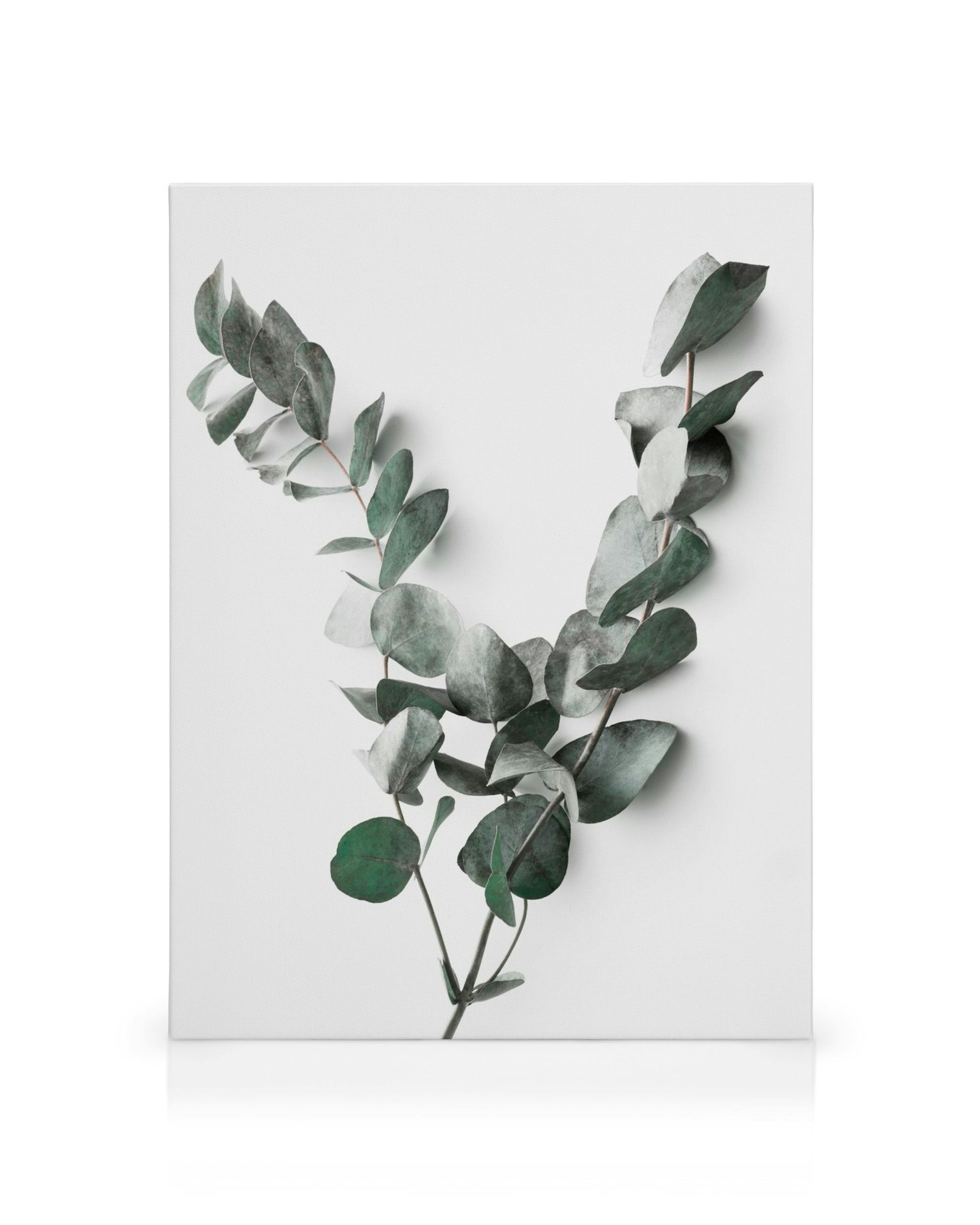 Leinwandbild mit Eukalyptuszweigen, hellgrünen Blättern und botanischem Motiv auf weissem Hintergrund
