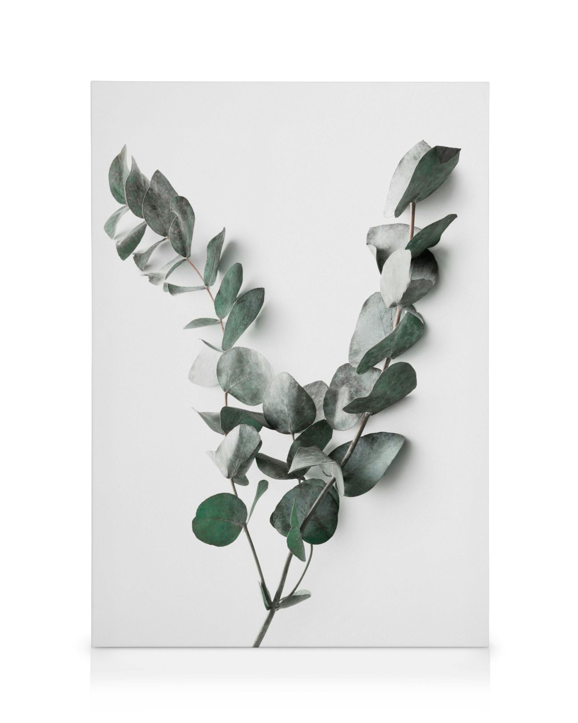 Canvas Prints Eucalyptus Twigs No2 Canvas print (30x40 cm)