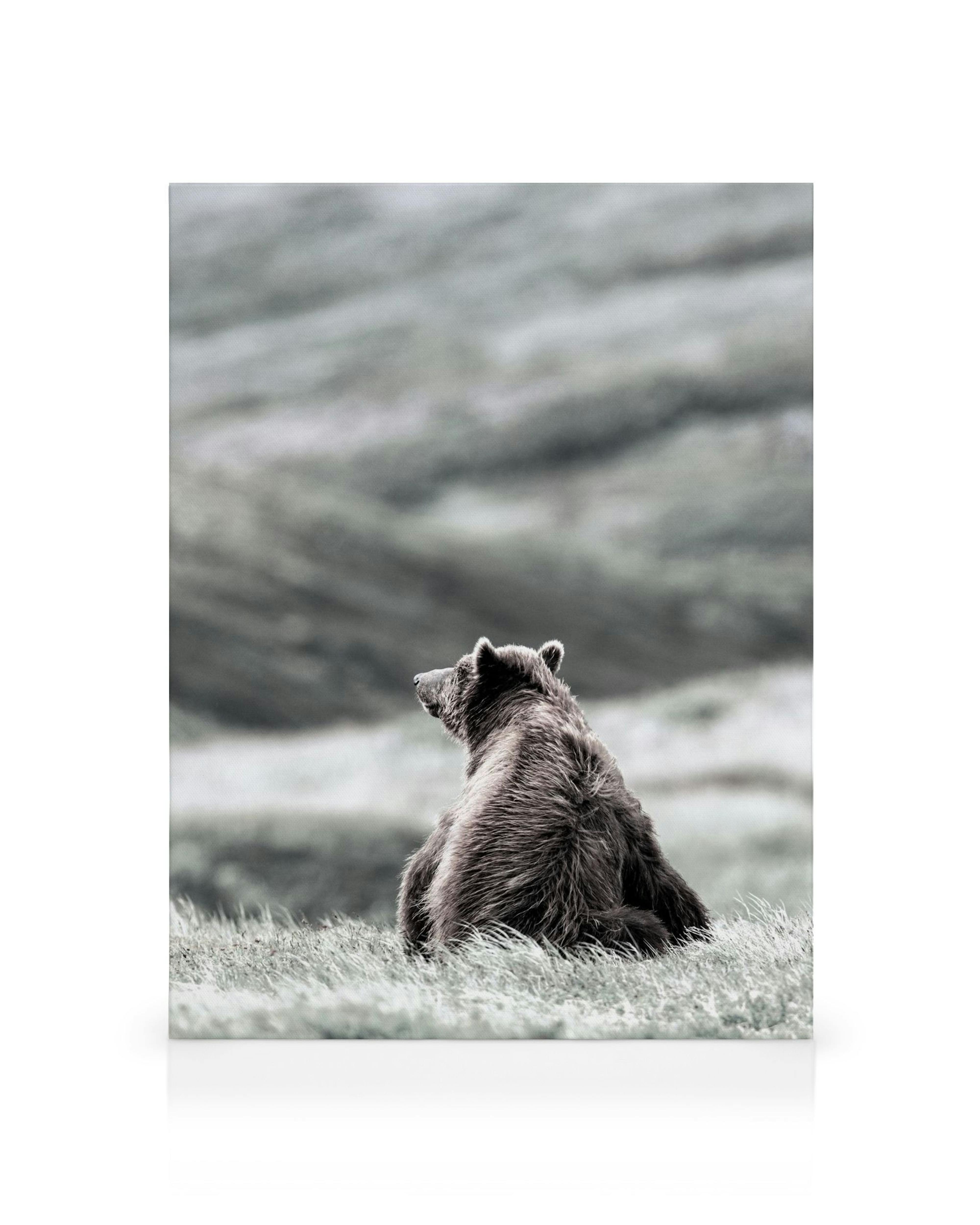 Bruine beer op gras, kijkend naar de horizon, gedempte kleuren, natuurprint canvas.