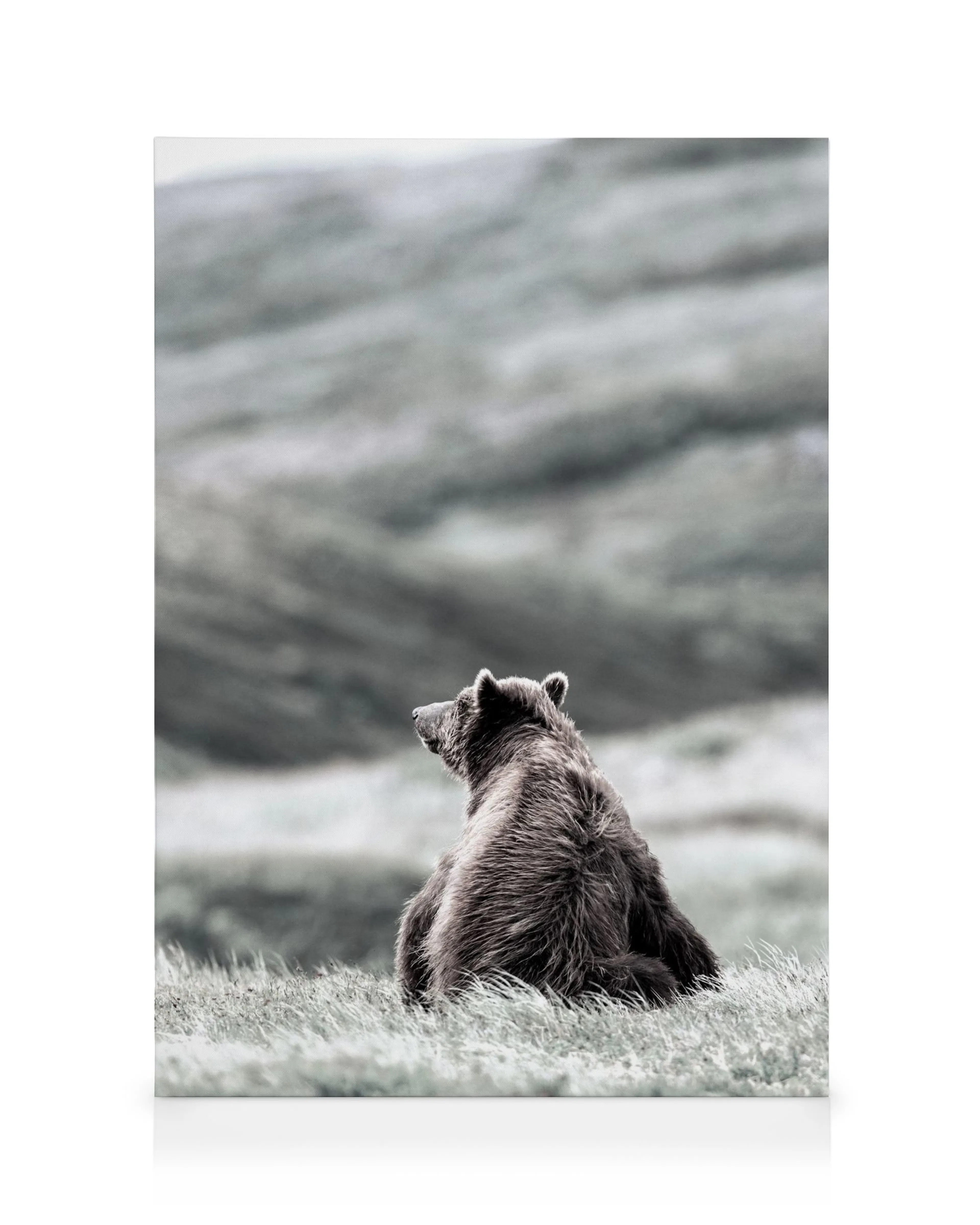 A brown bear in a muted landscape, viewed from behind, sitting in green grass and looking towards the left.