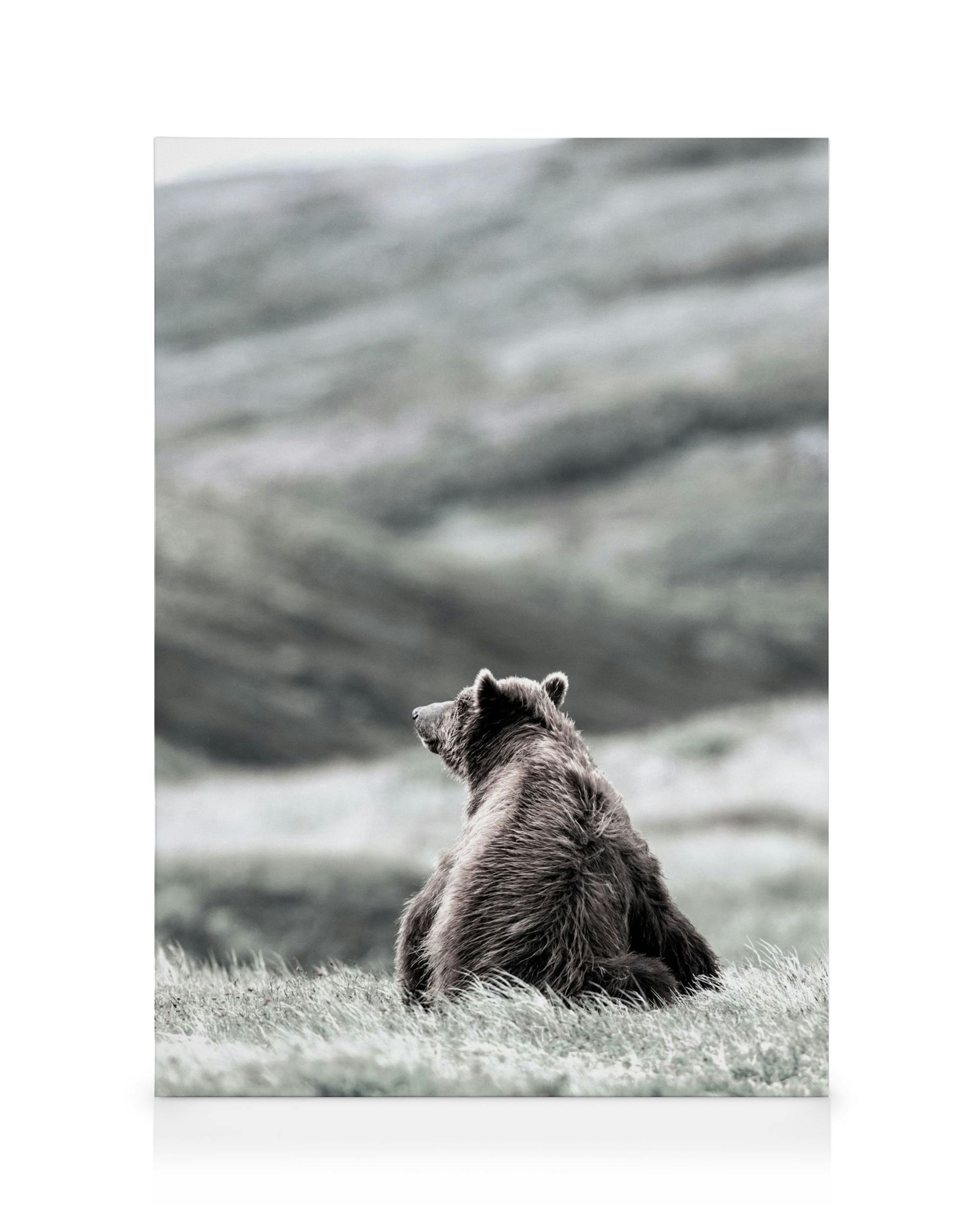 Thinking Bear canvas print, a brown bear sitting in muted green grass, looking left. The background is a soft, blurred landscape