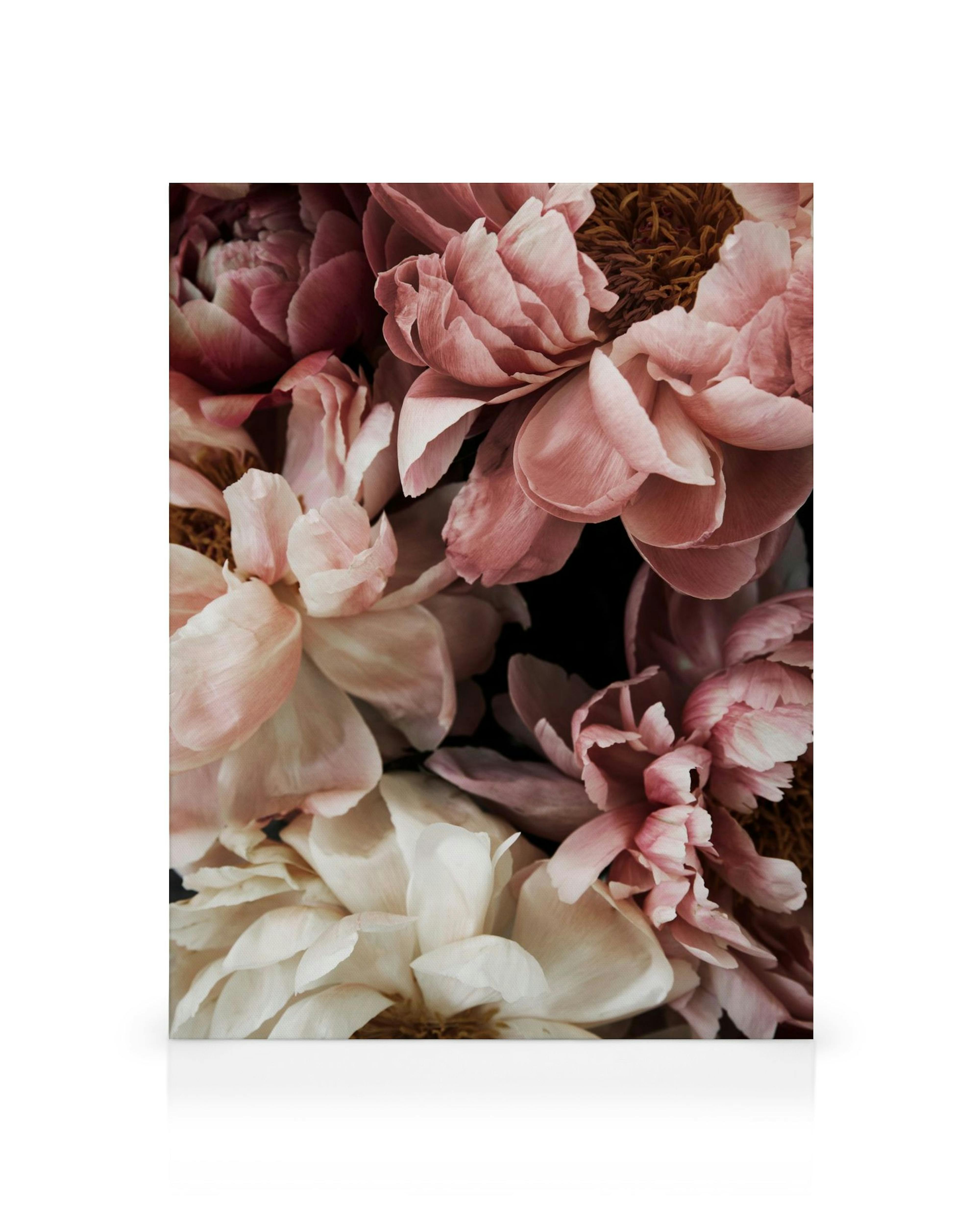 Soft pink and white peonies on a dark background, a beautiful floral wall art canvas print.