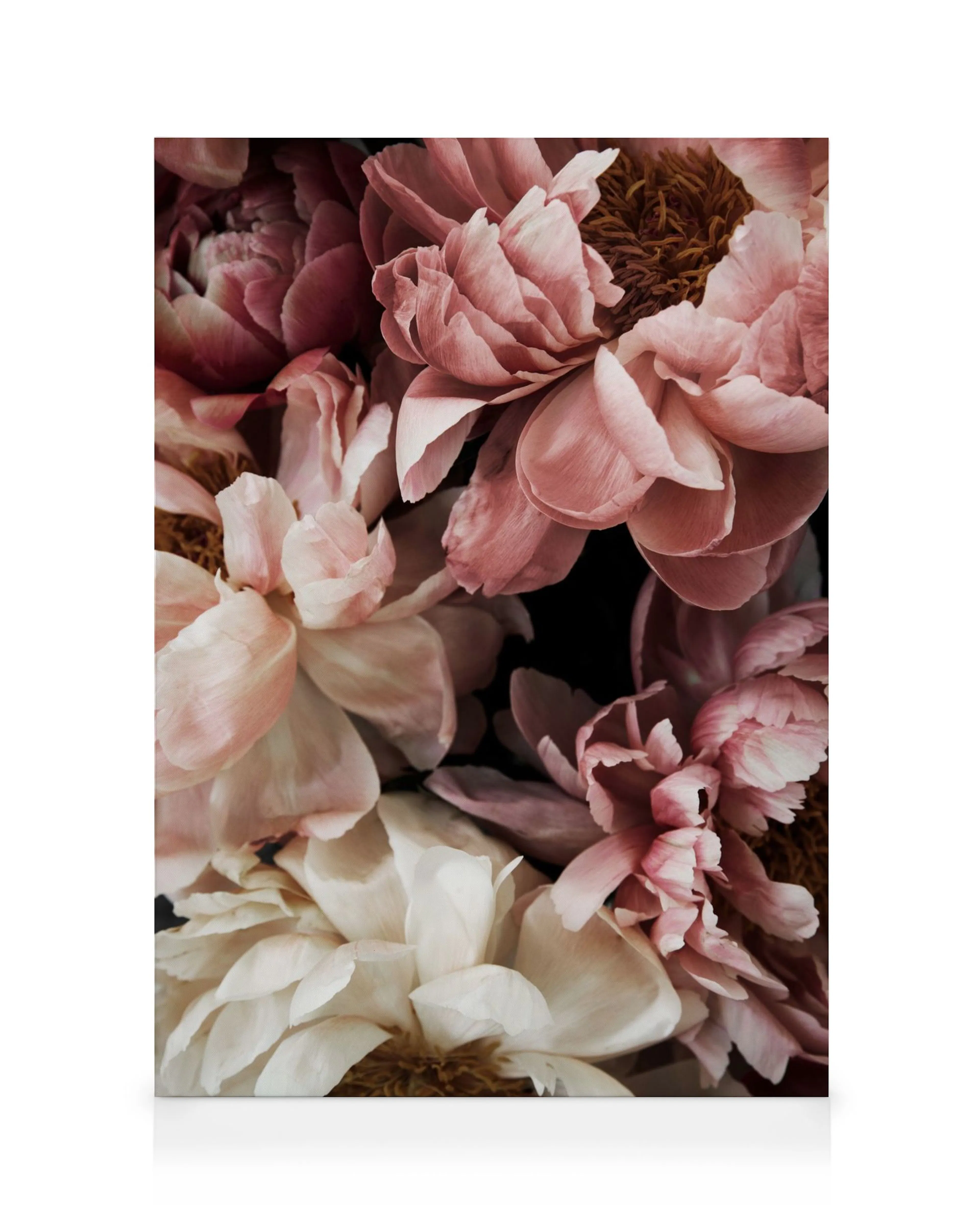 Lærred med tætte, lyserøde og hvide pæoner på sort baggrund, detaljeret blomstermotiv.
