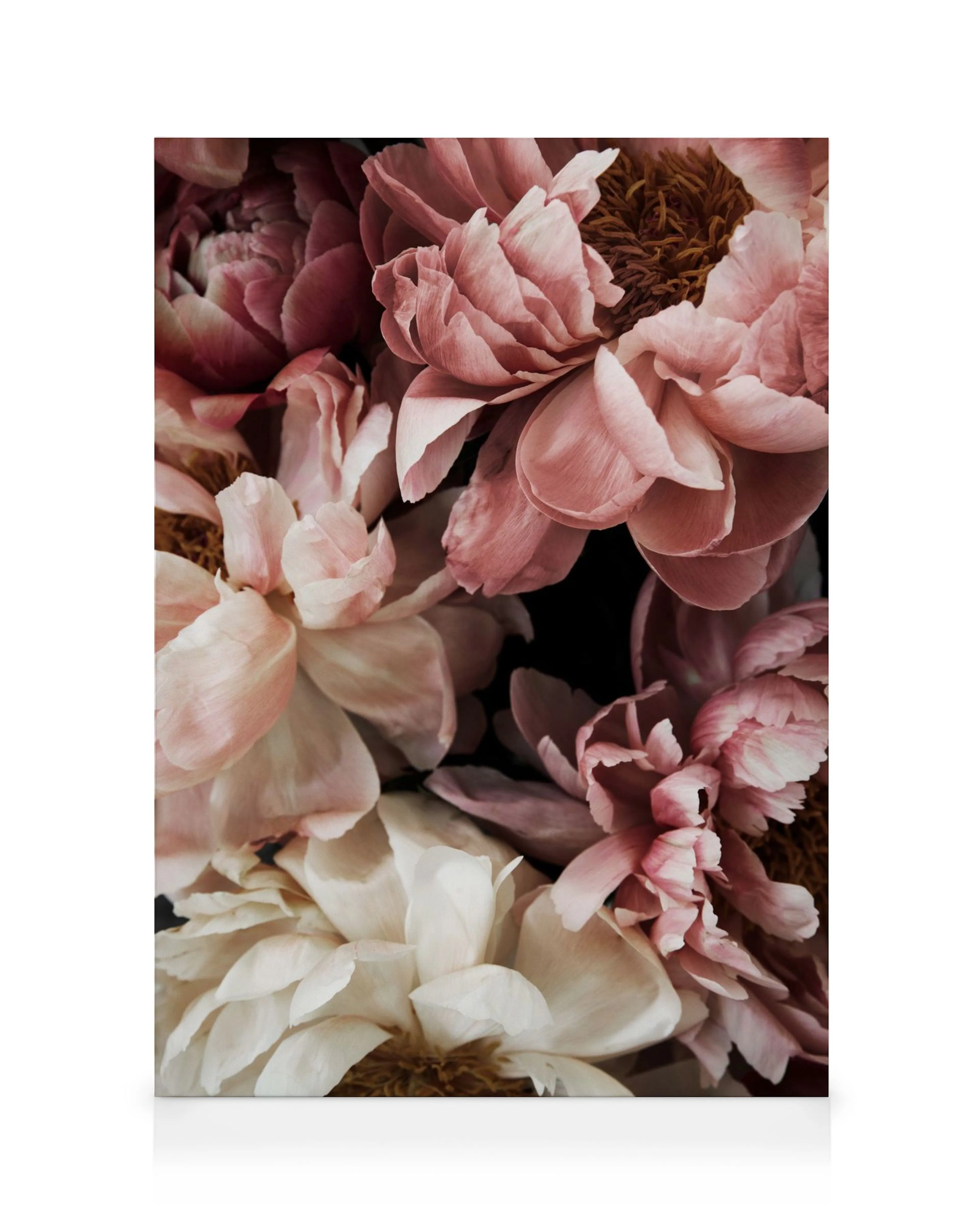 Plátno s detailním záběrem na růžové a krémové pivoňky, pivoňková stěna, květinový motiv