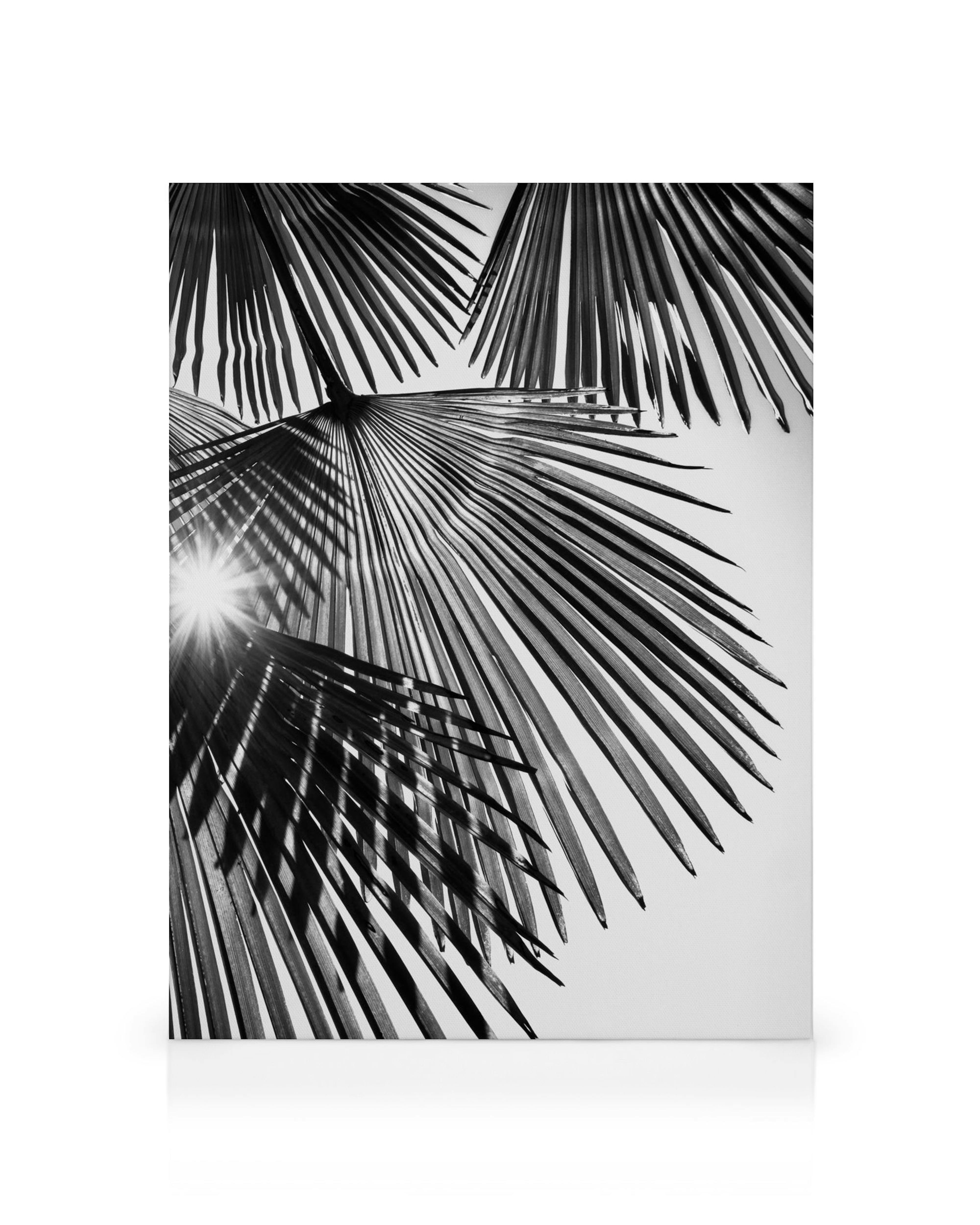 Zwart-wit canvas met palmbladeren en zonnestralen die erdoorheen schijnen, tropische kunst.