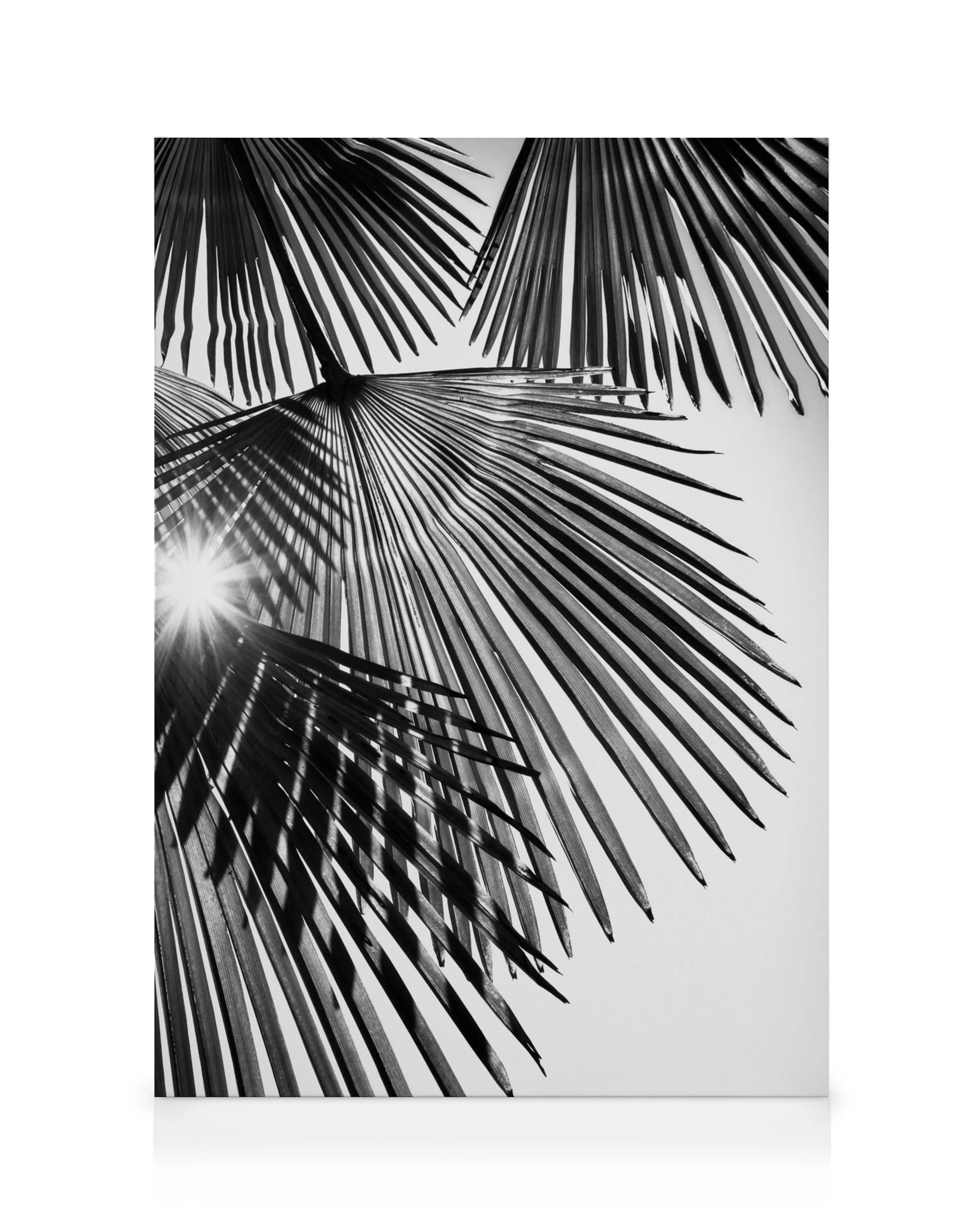 Black and white palm leaves canvas print with sun rays creating shadows, tropical wall art.