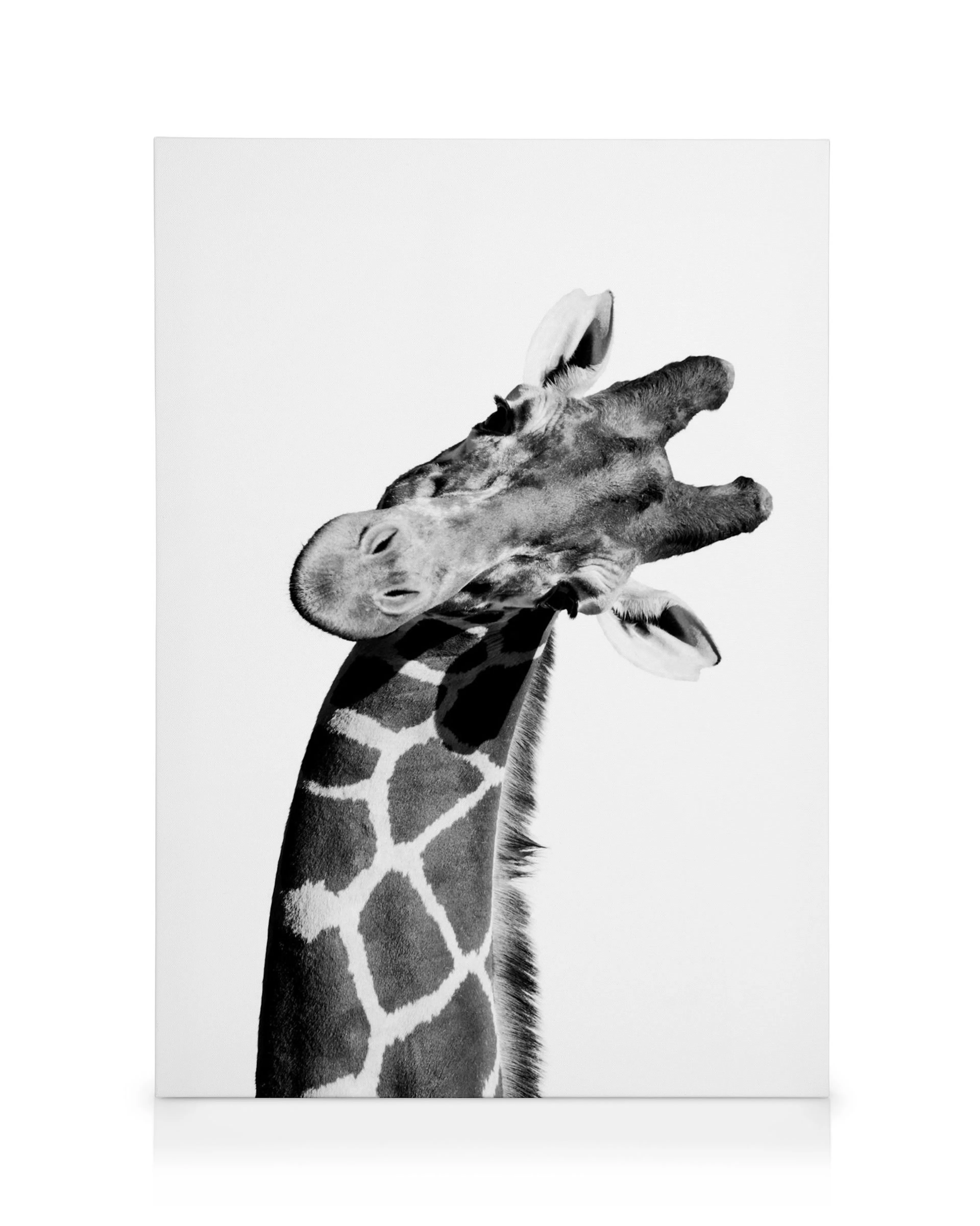 Black and white canvas featuring a giraffes head and neck on a plain white background, highlighting its unique spots.