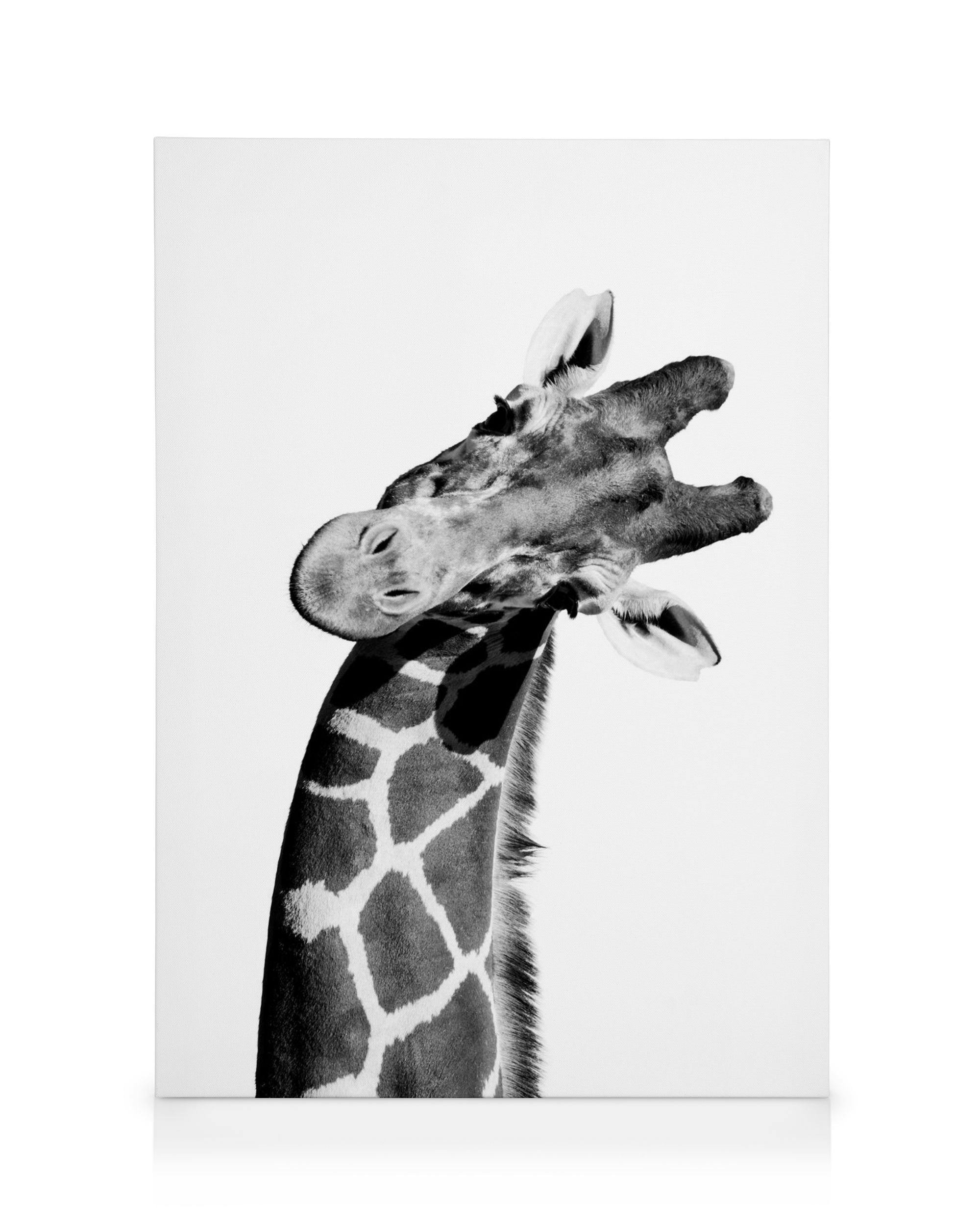 Canvas Prints Giraffe Portrait Canvas print (50x70 cm - Oak Frame)