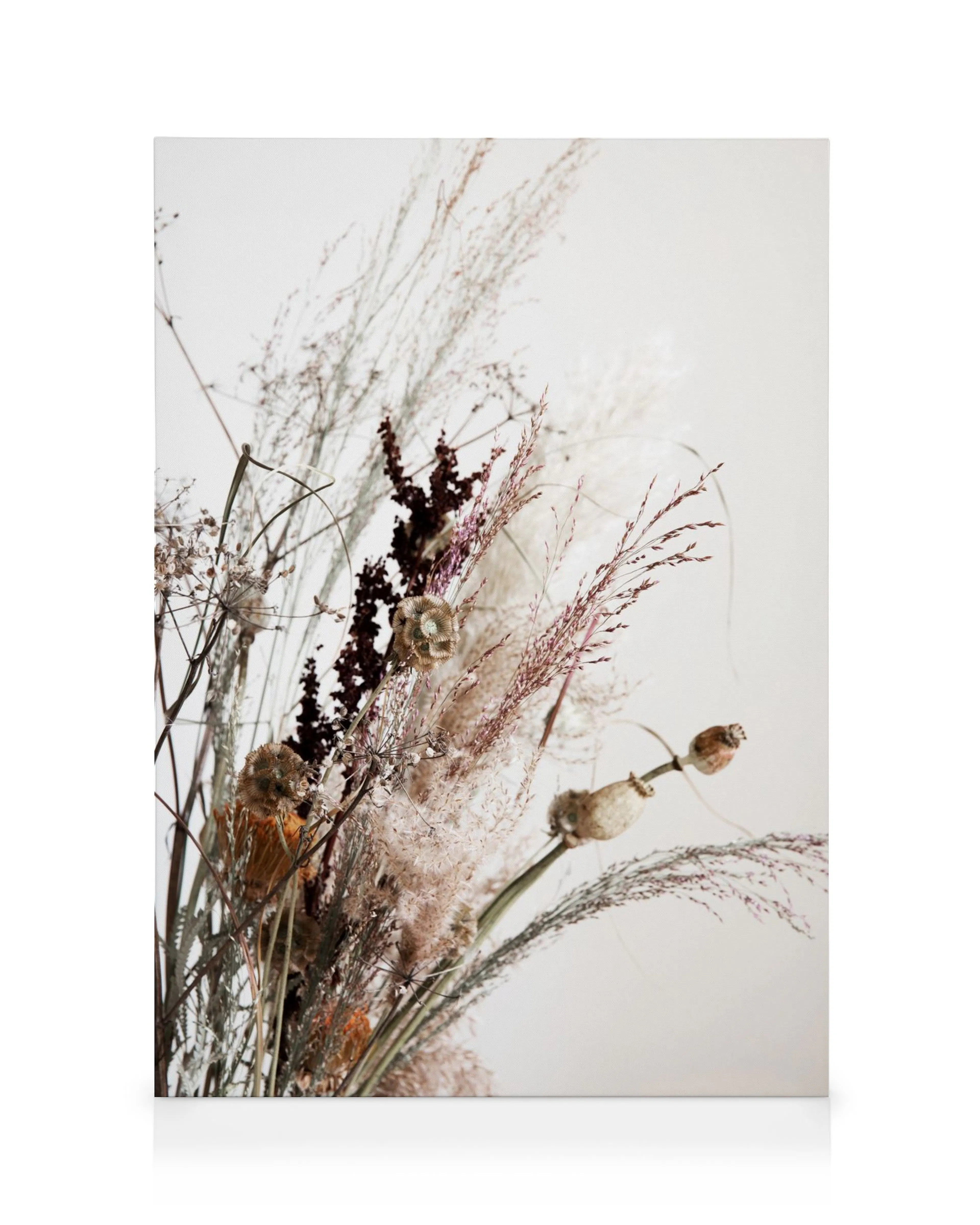 Botanical canvas print with dried plants in white, brown, and burgundy, featuring feathery pampas grass and seed pods.