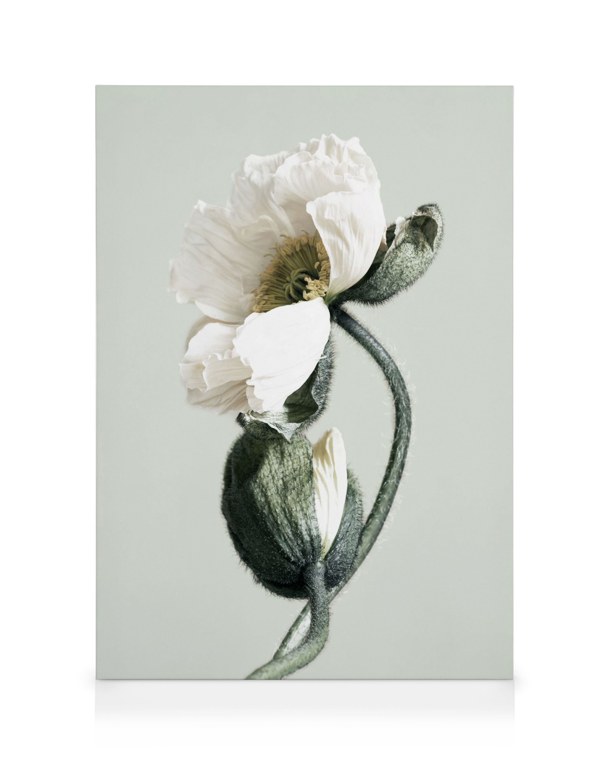 Blooming White Poppies Canvas Print – Floral Wall Art | Desenio